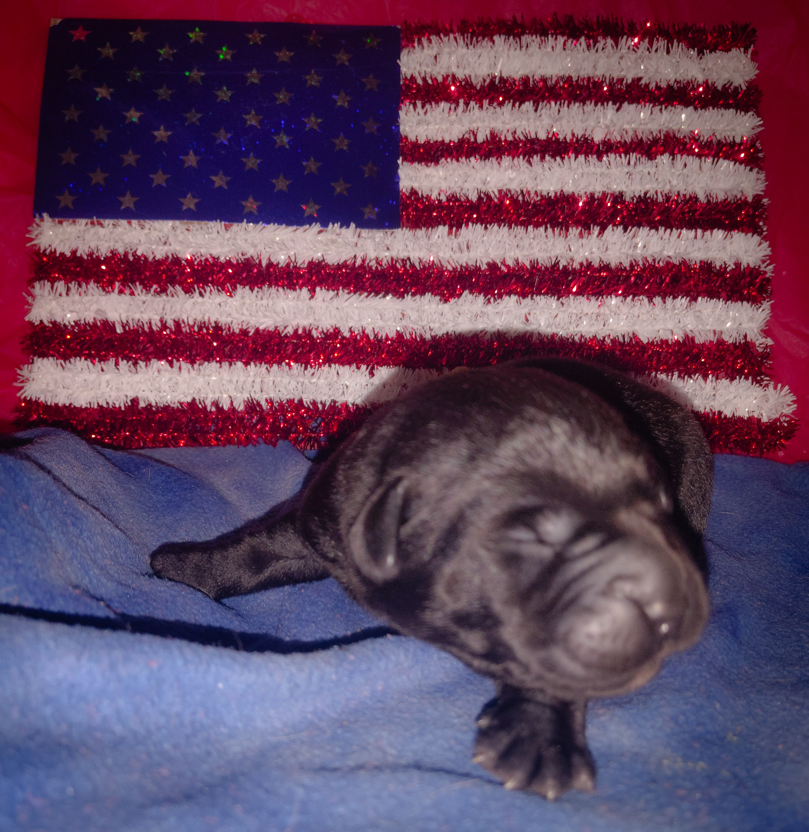 AKC Labrador puppies image 5
