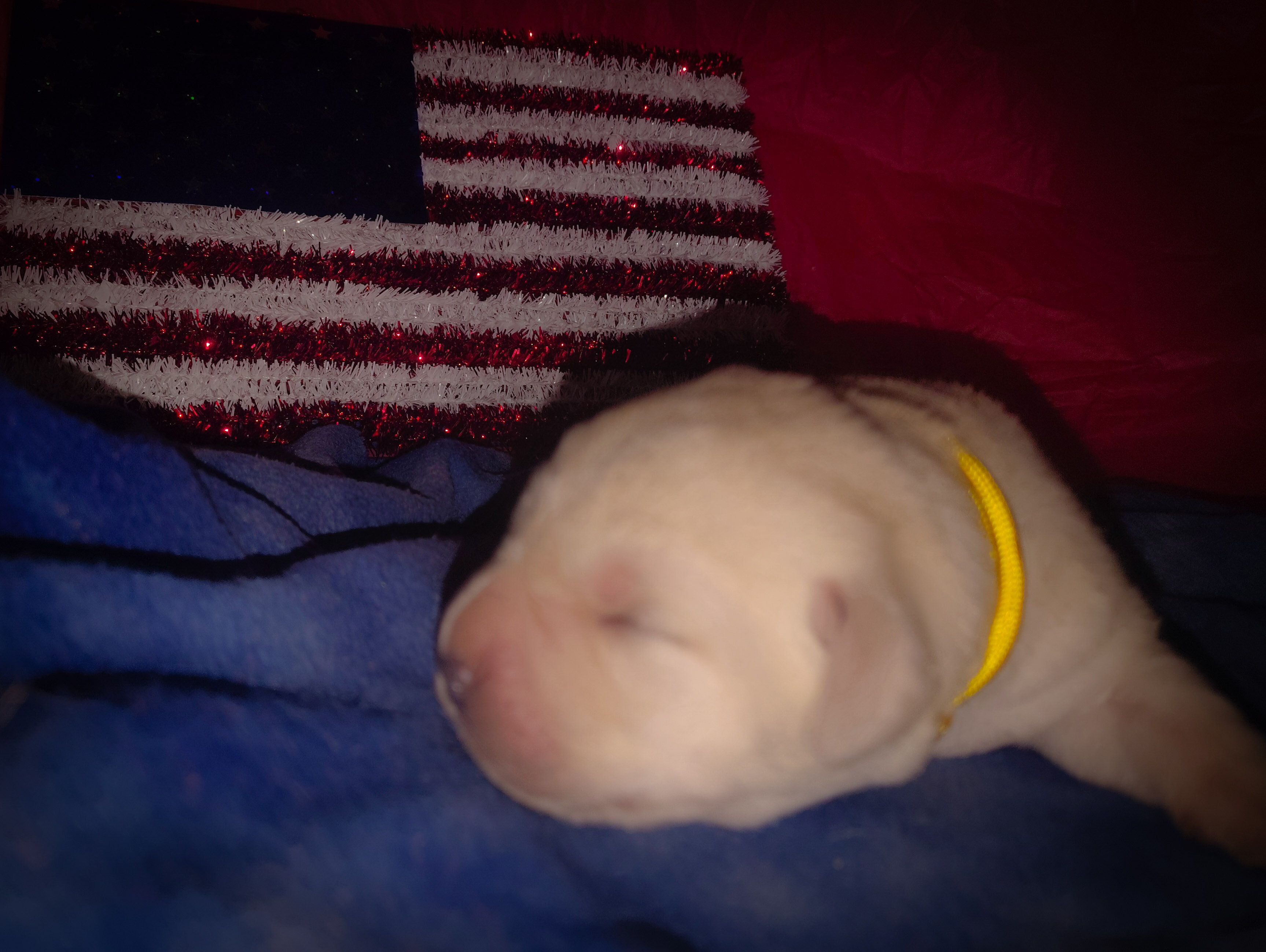 AKC Labrador puppies image 6