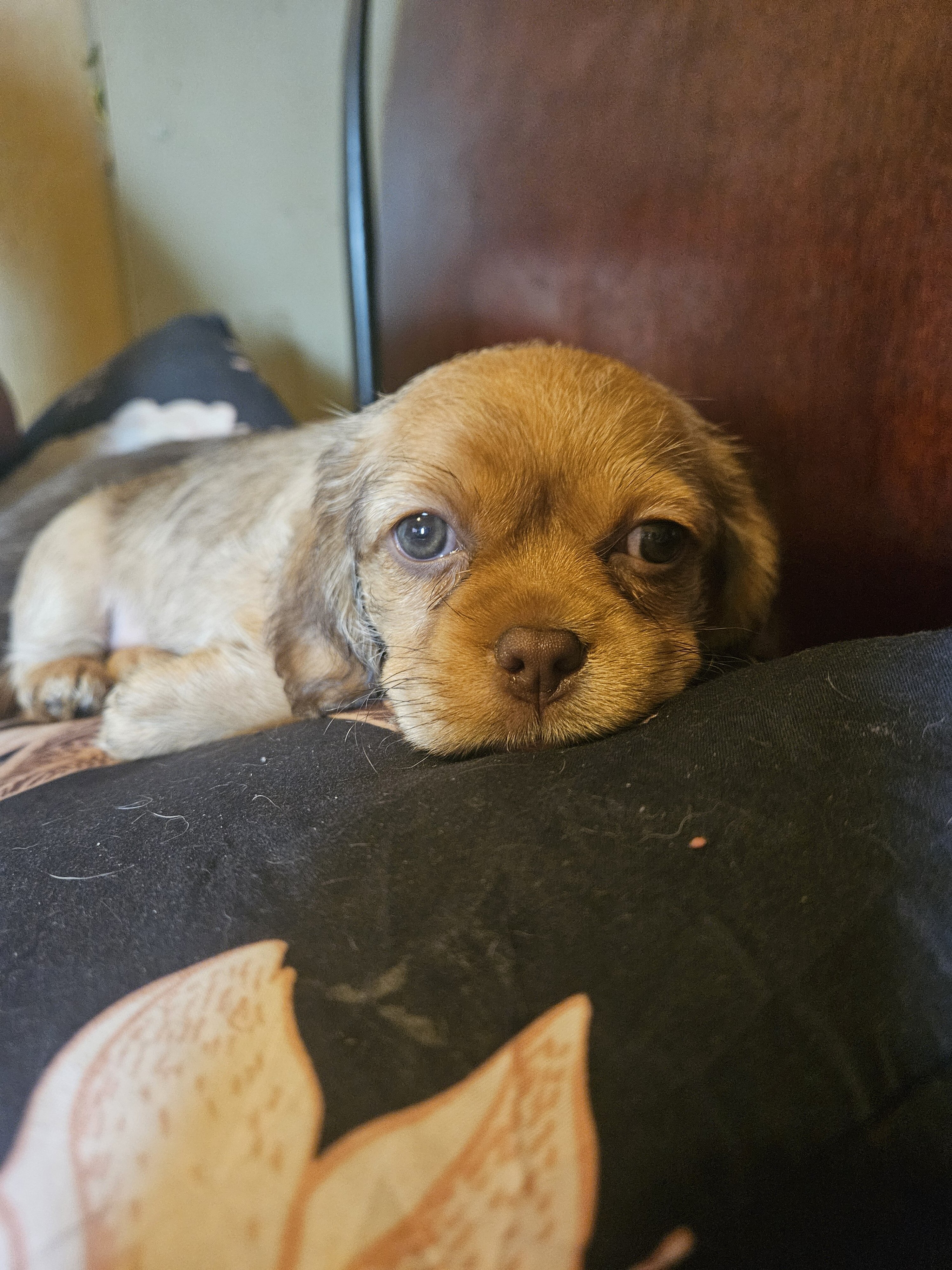 Puppy image 1