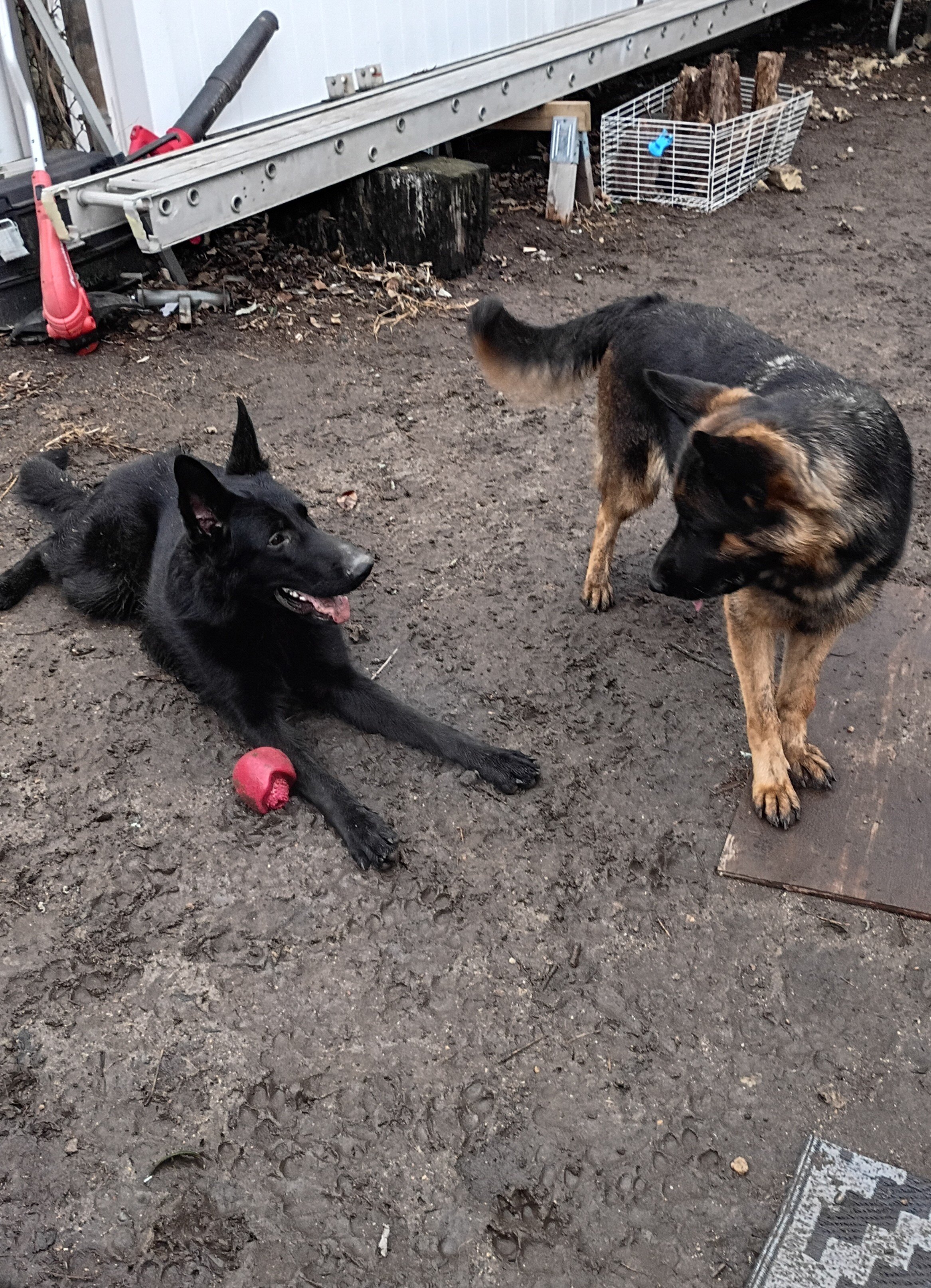 German shepherd pups image 1