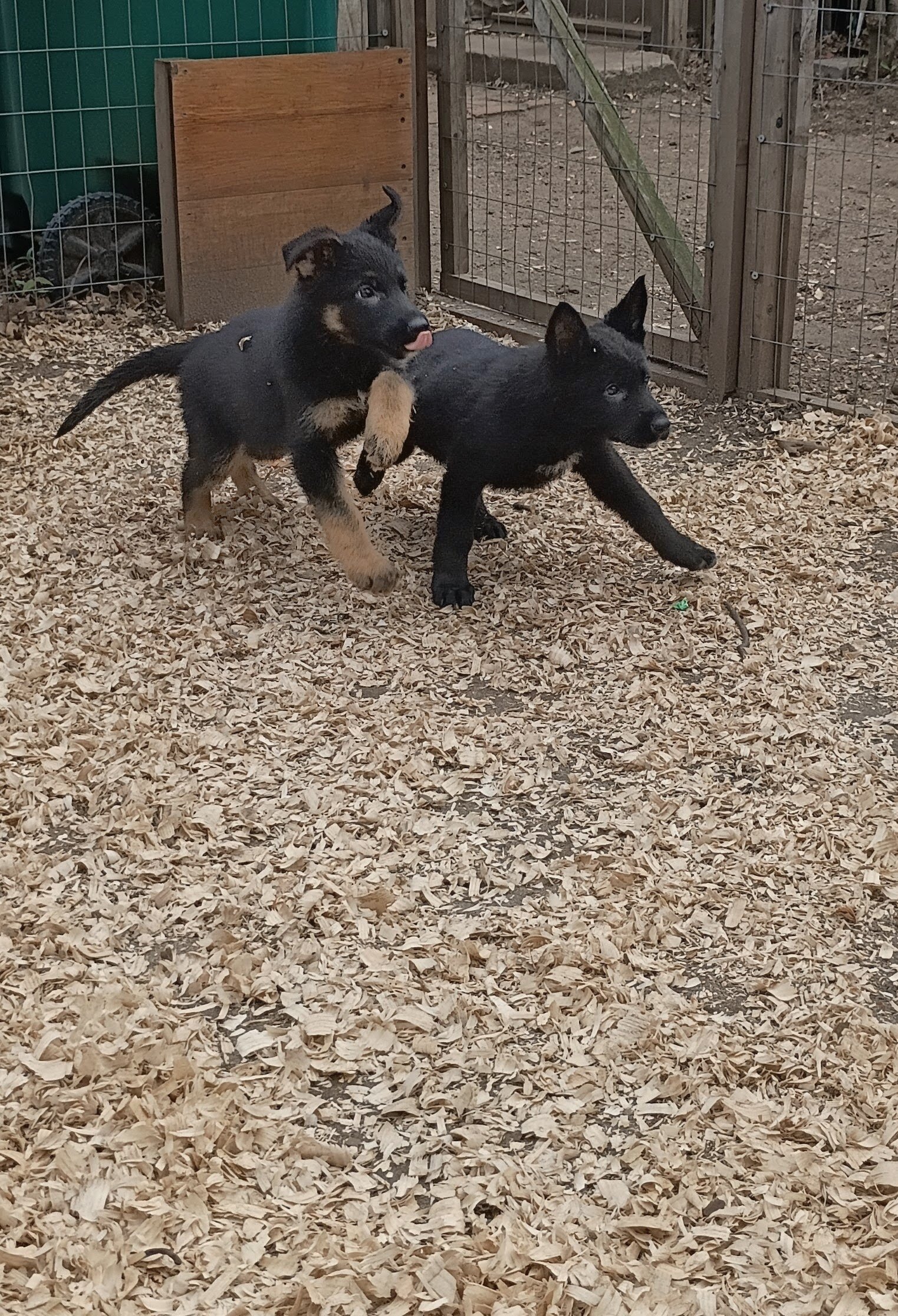 German shepherd pups image 4