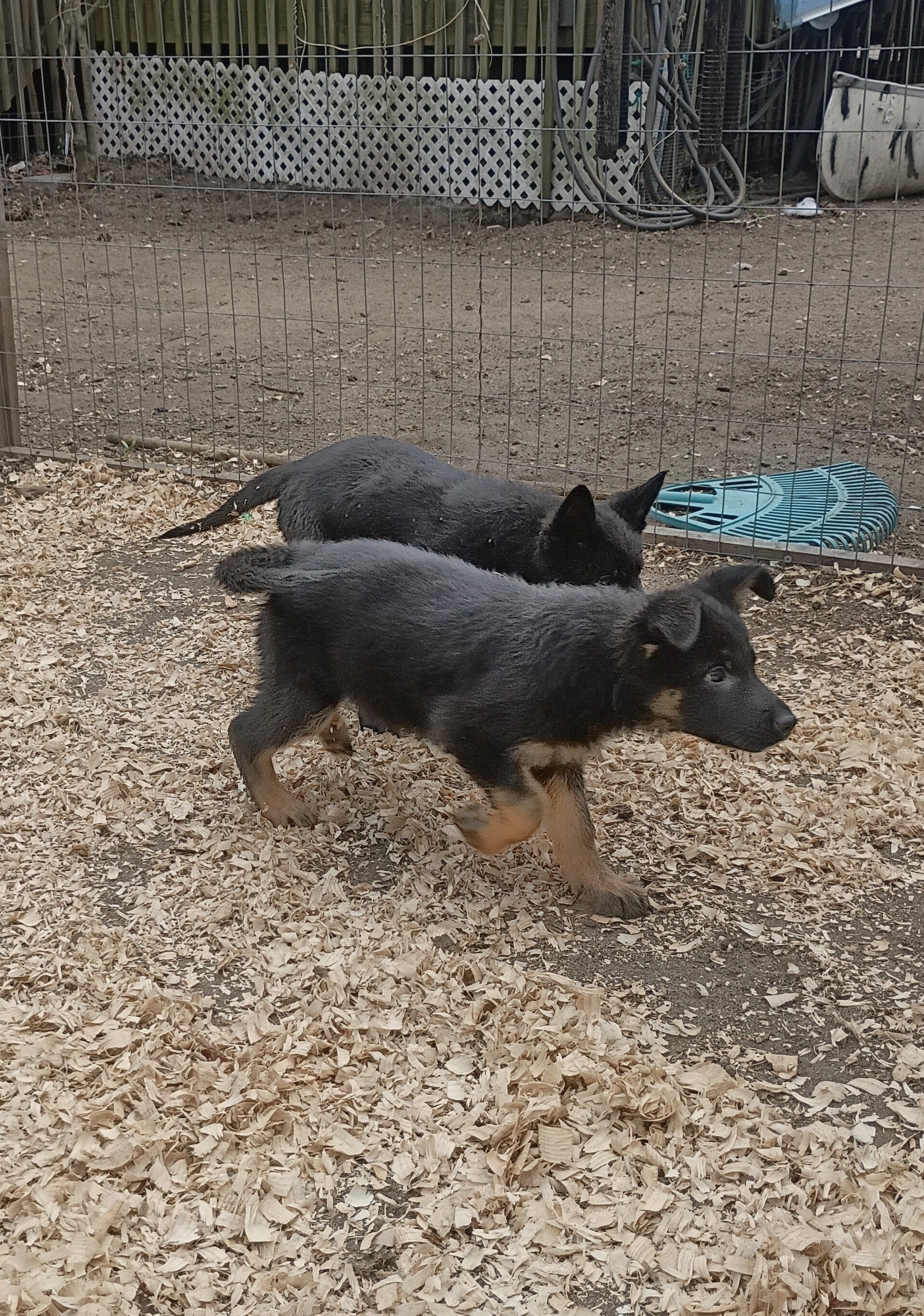 German shepherd pups image 3