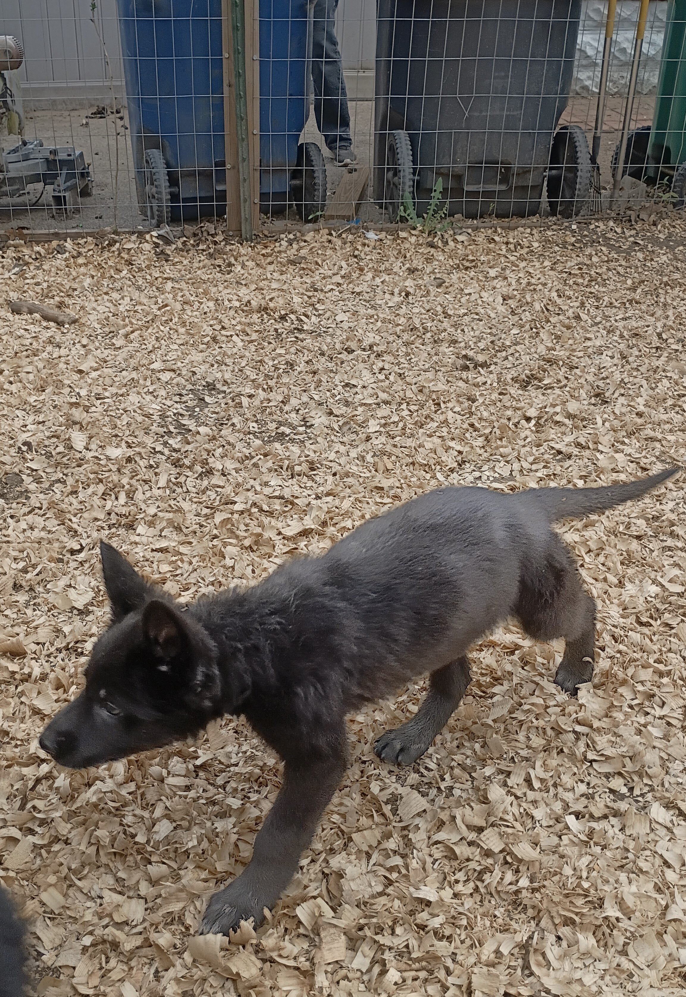 German shepherd pups image 2