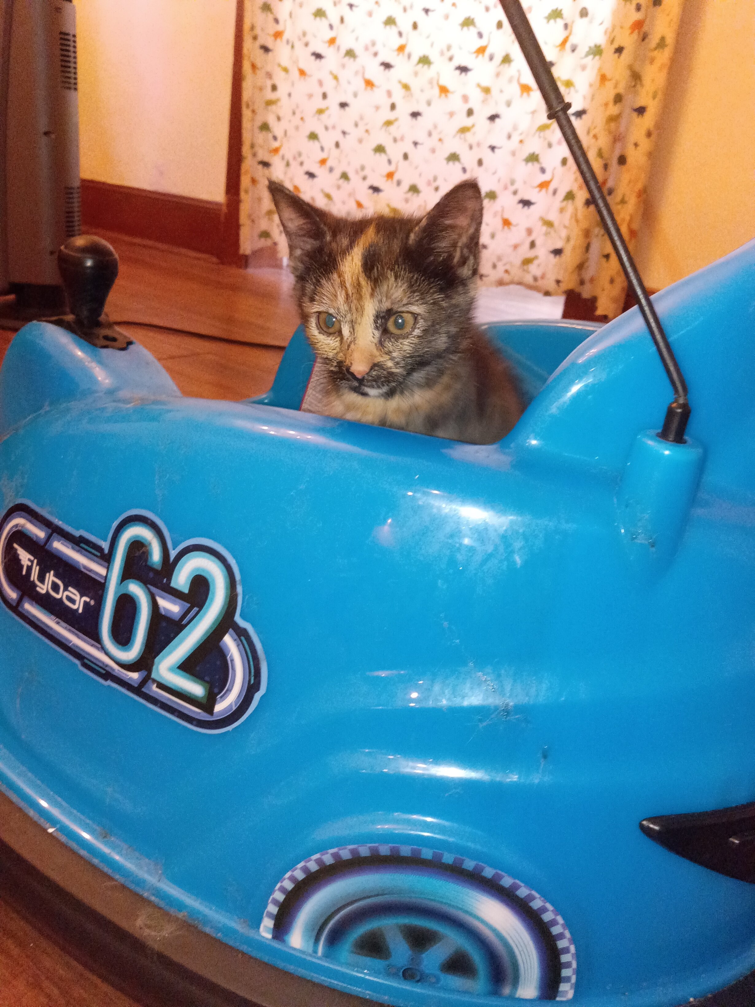 9 week old kitten image 3