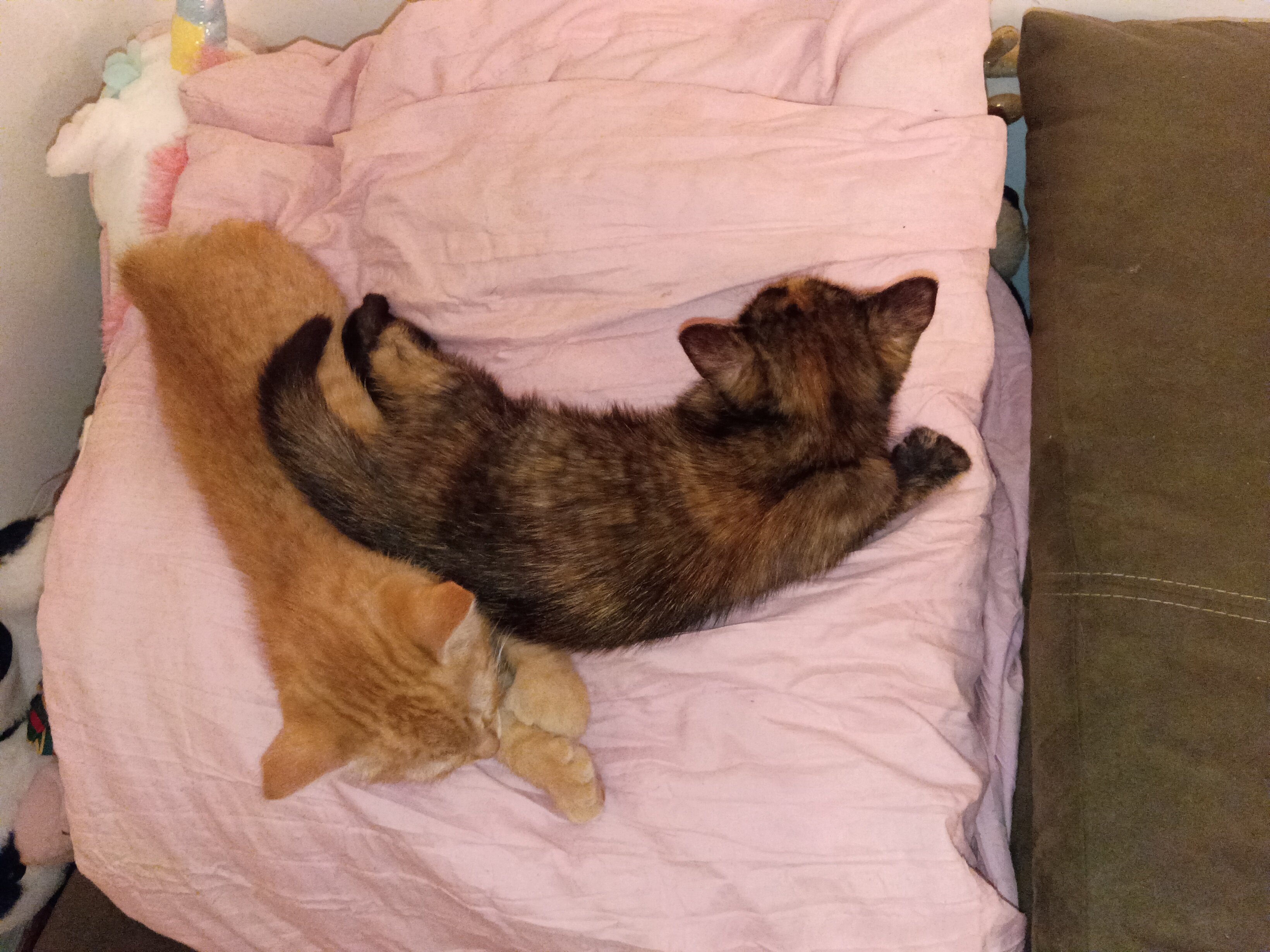 9 week old kitten image 2