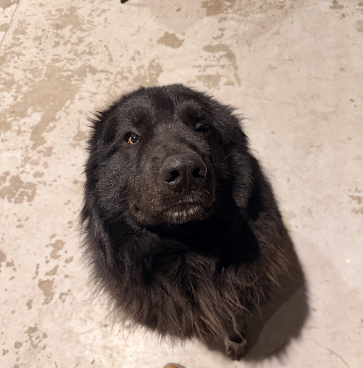 Purebred mountain dogs image 2