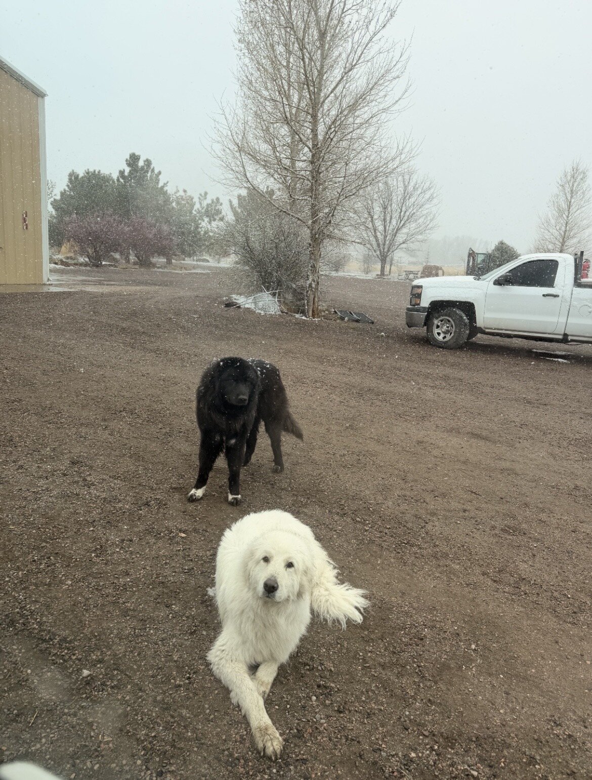 Purebred mountain dogs image 1