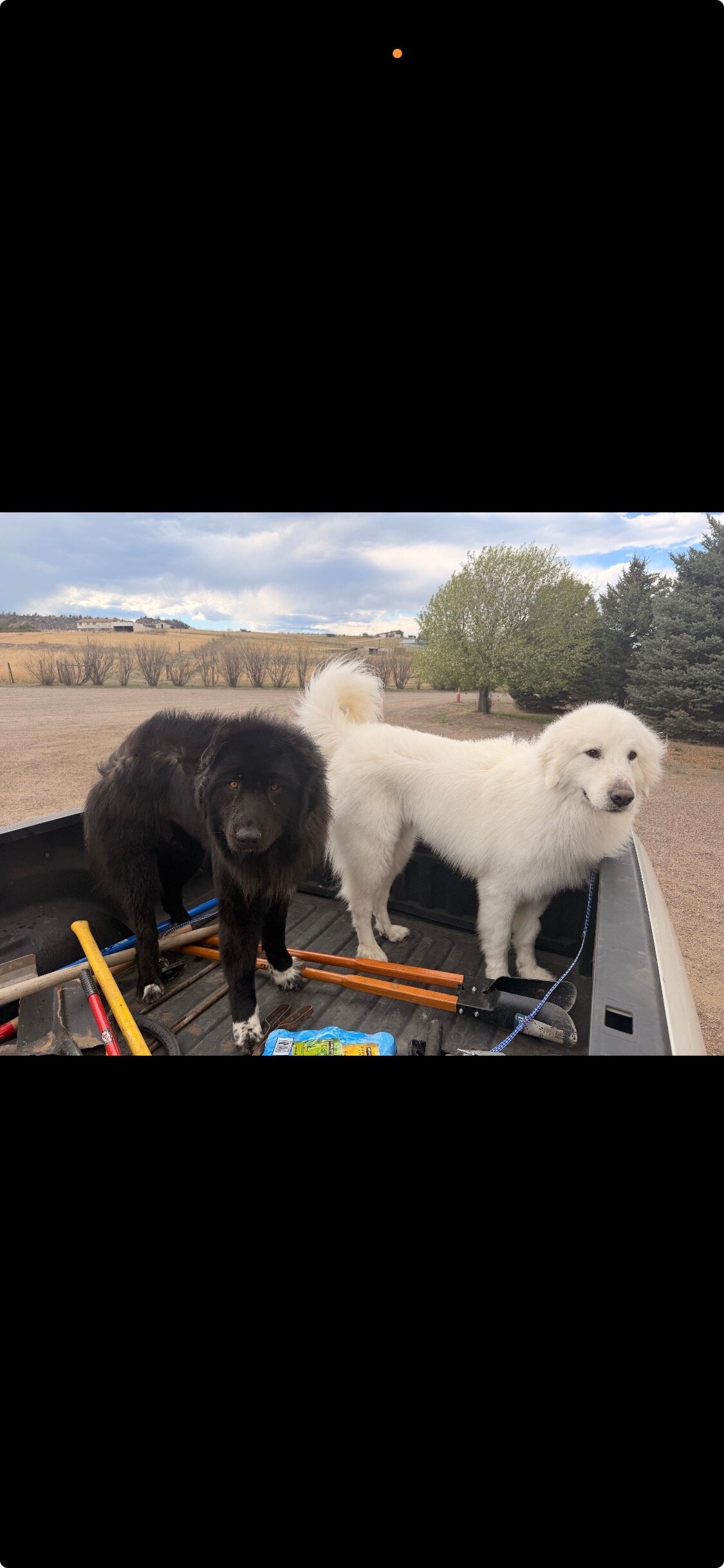 Purebred mountain dogs image 3