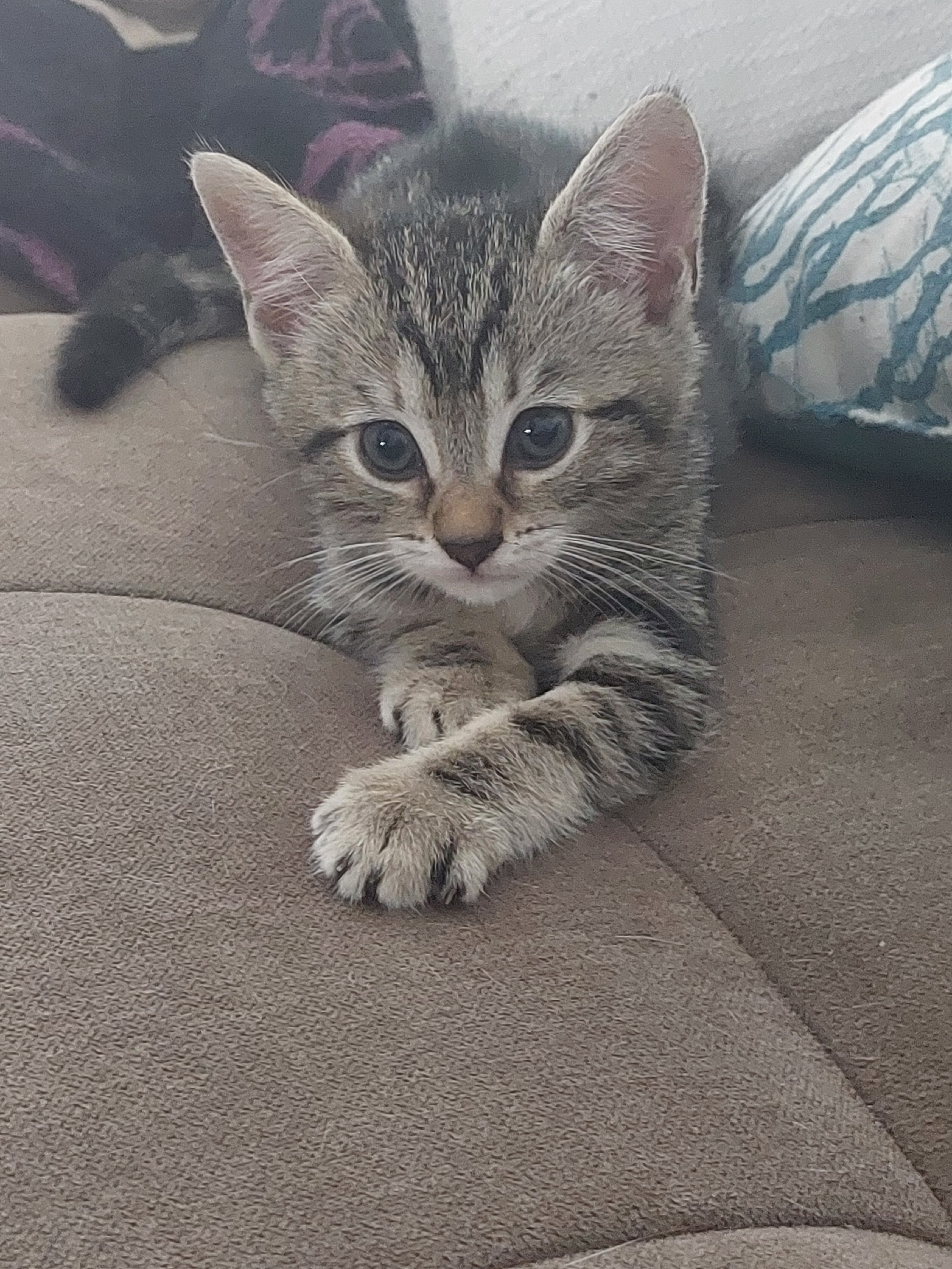 Kittens image 2