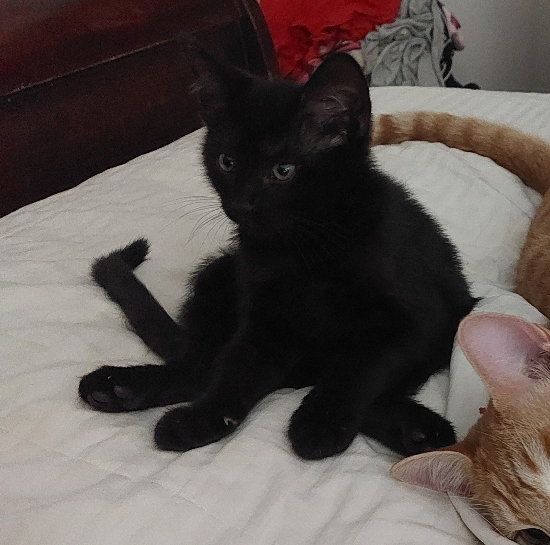 Kittens image 3