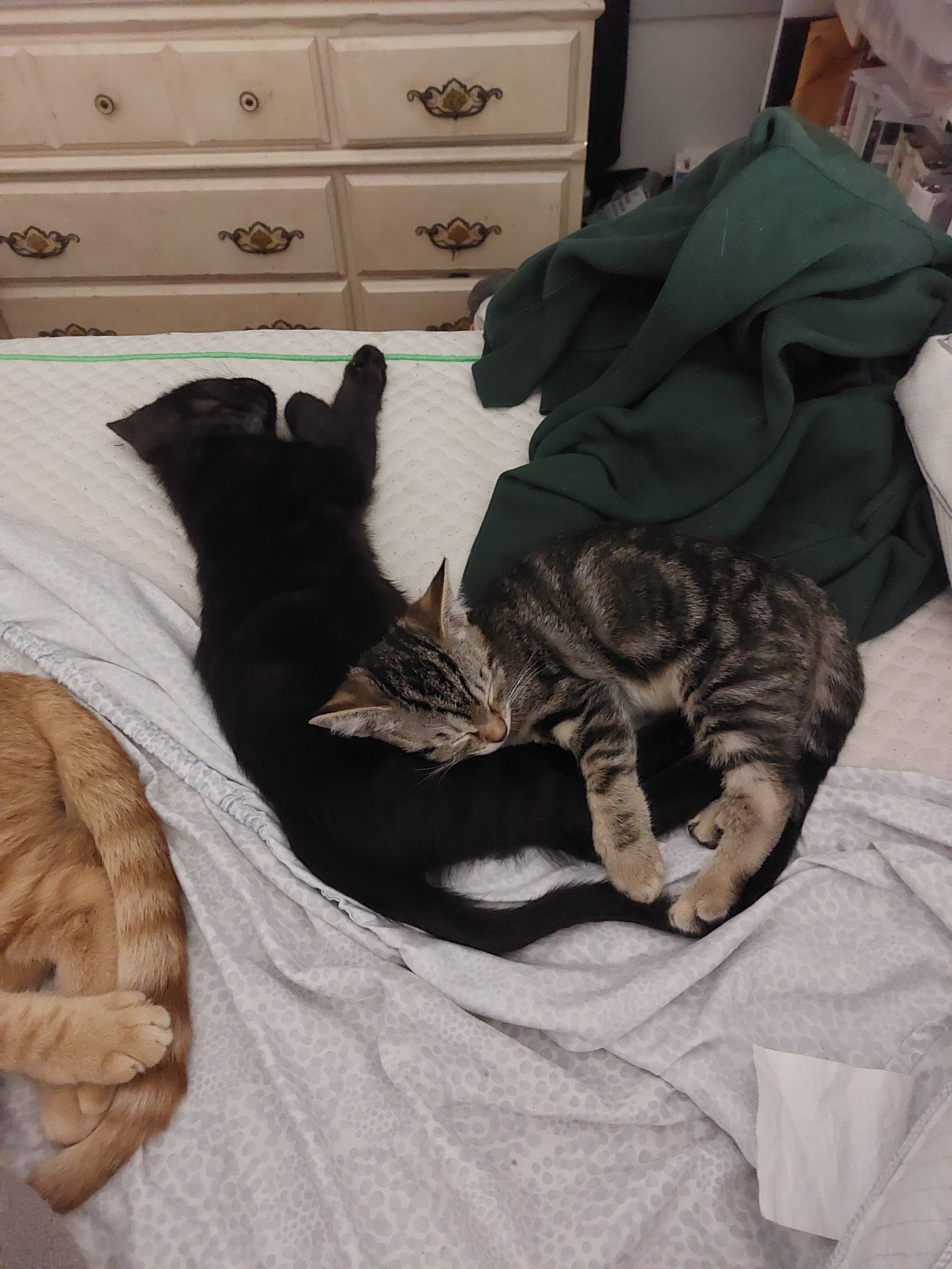 Kittens image 1