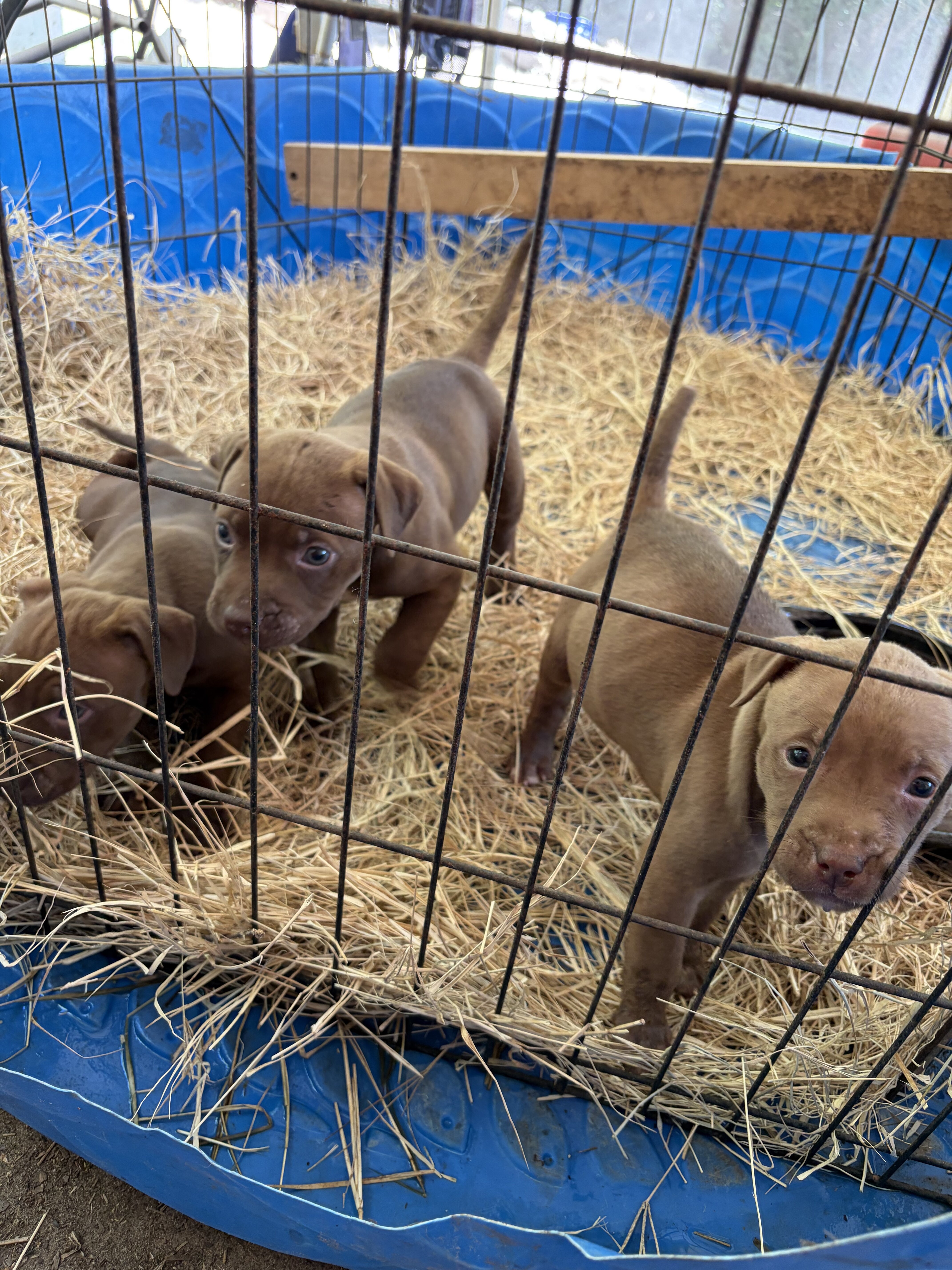 American Pitbull terrier puppies image 3