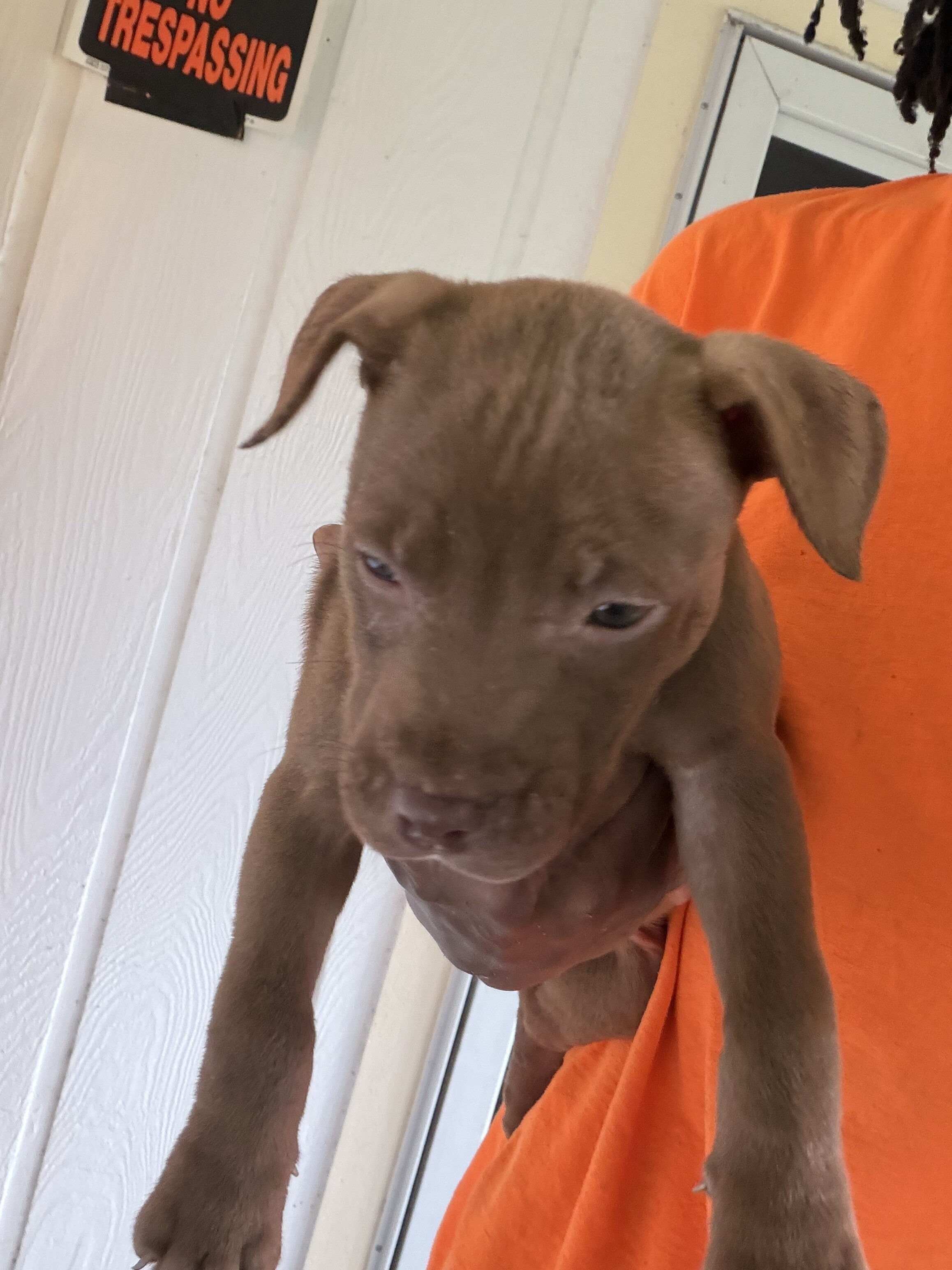 American Pitbull terrier puppies image 2
