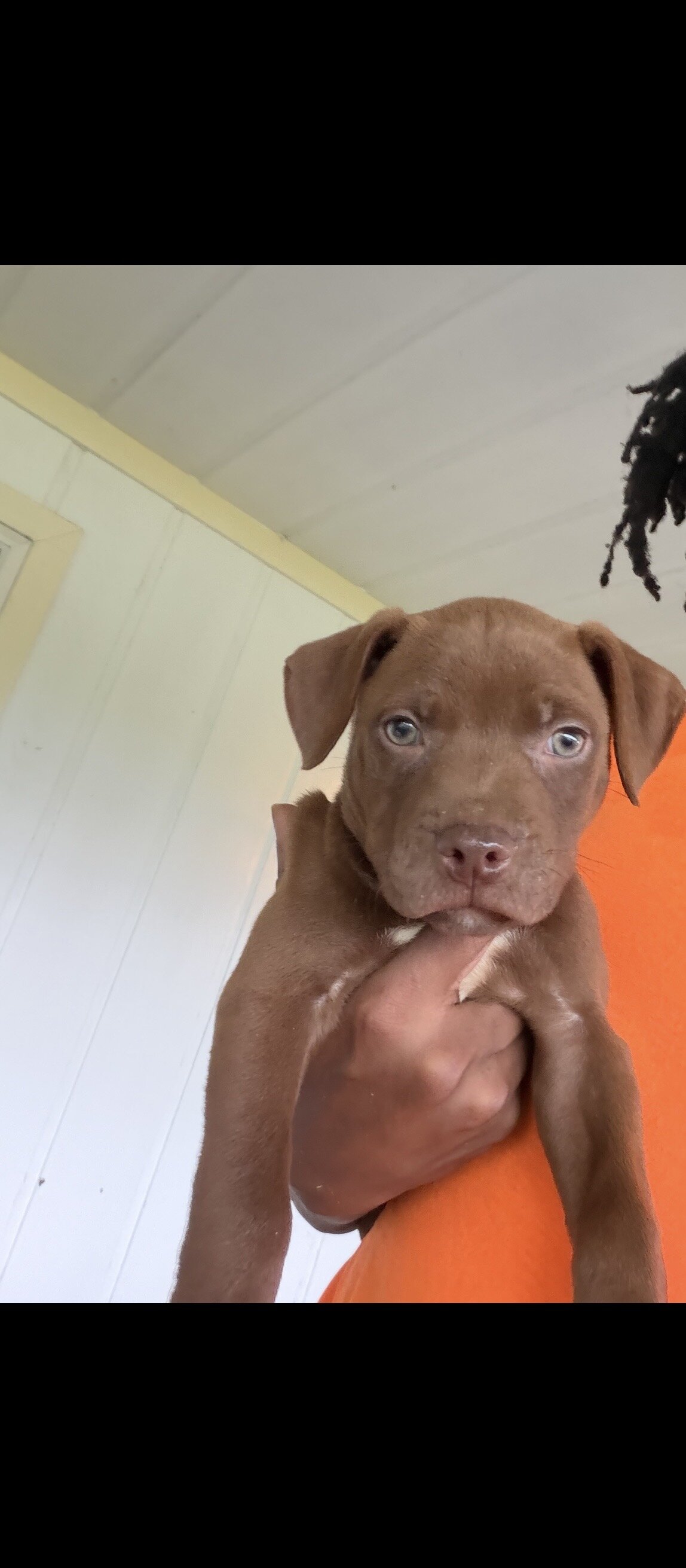 American Pitbull terrier puppies image 1
