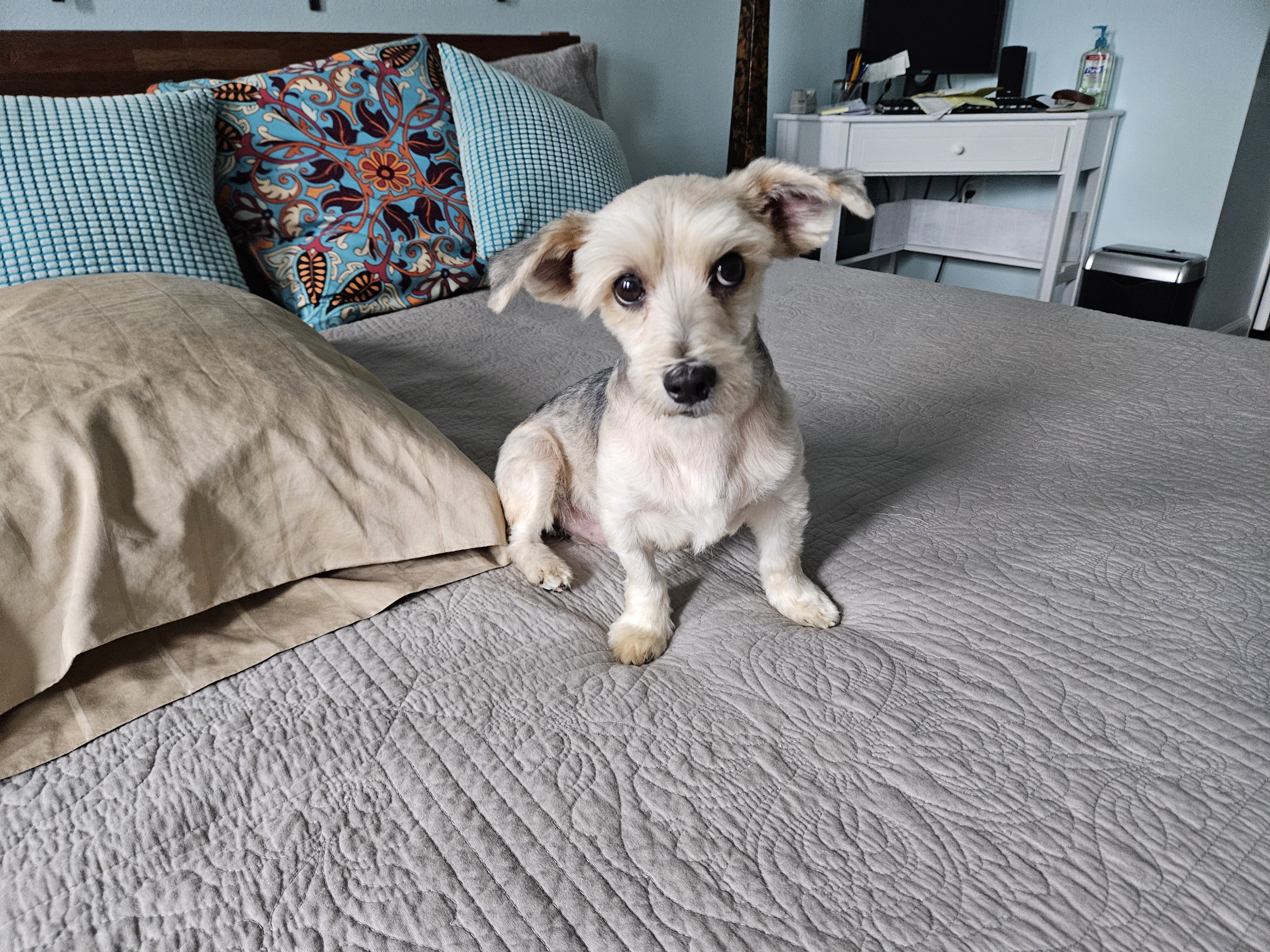 dog image 6