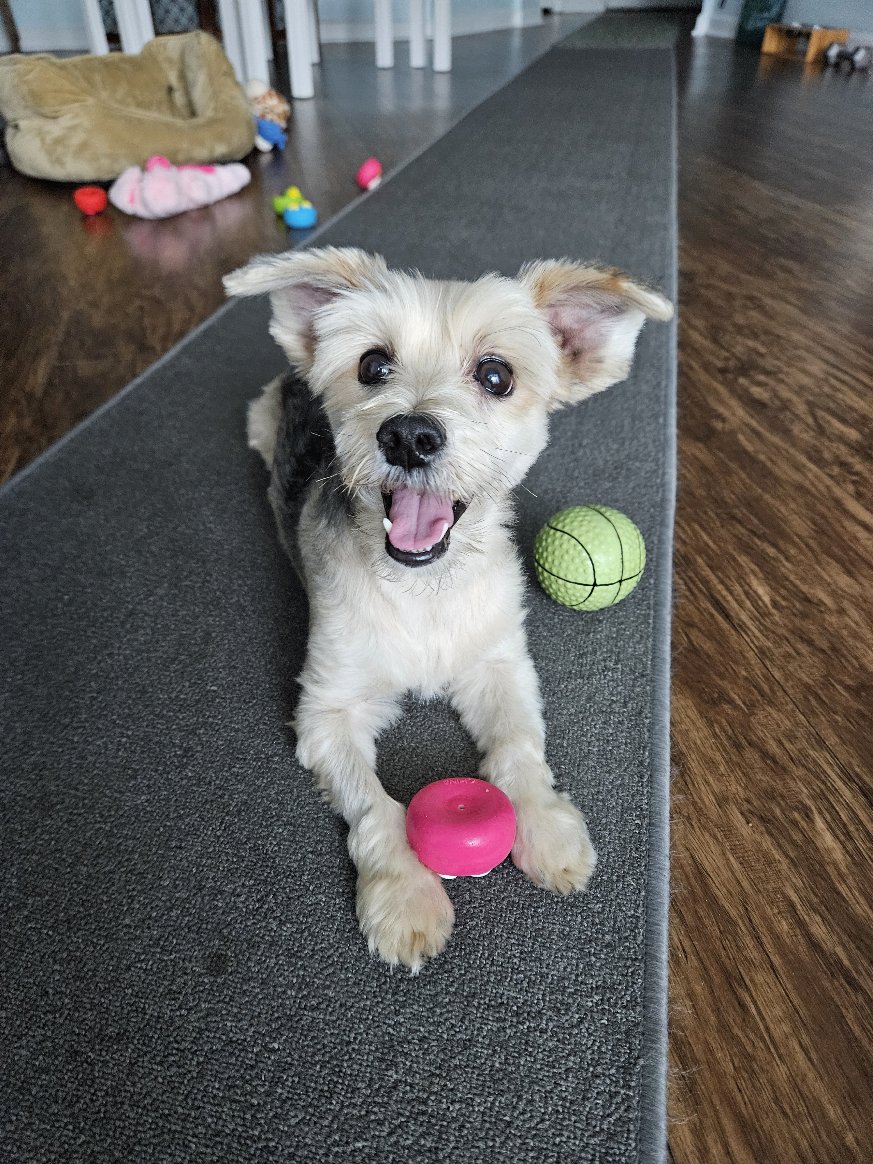 dog image 5