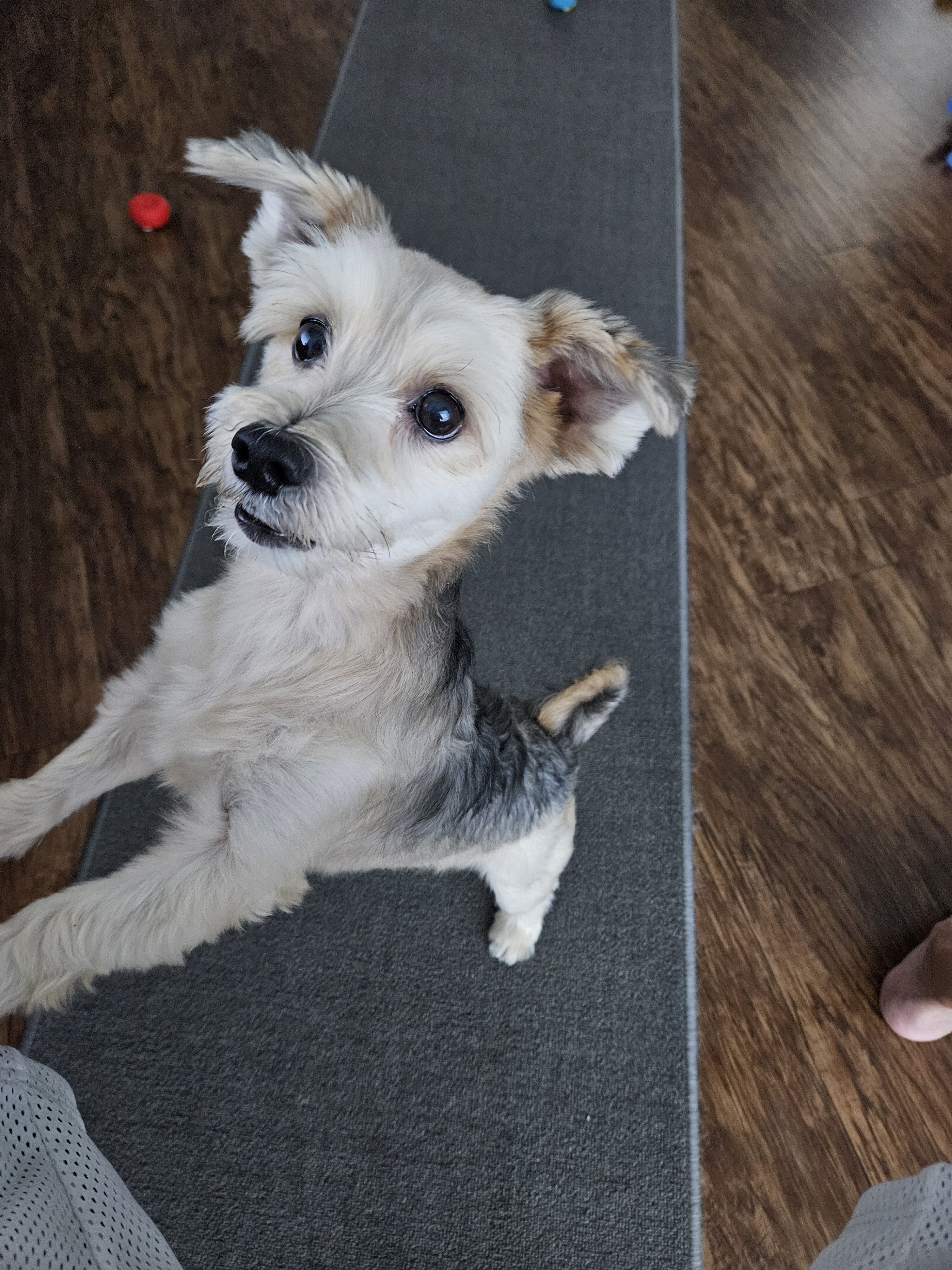dog image 4