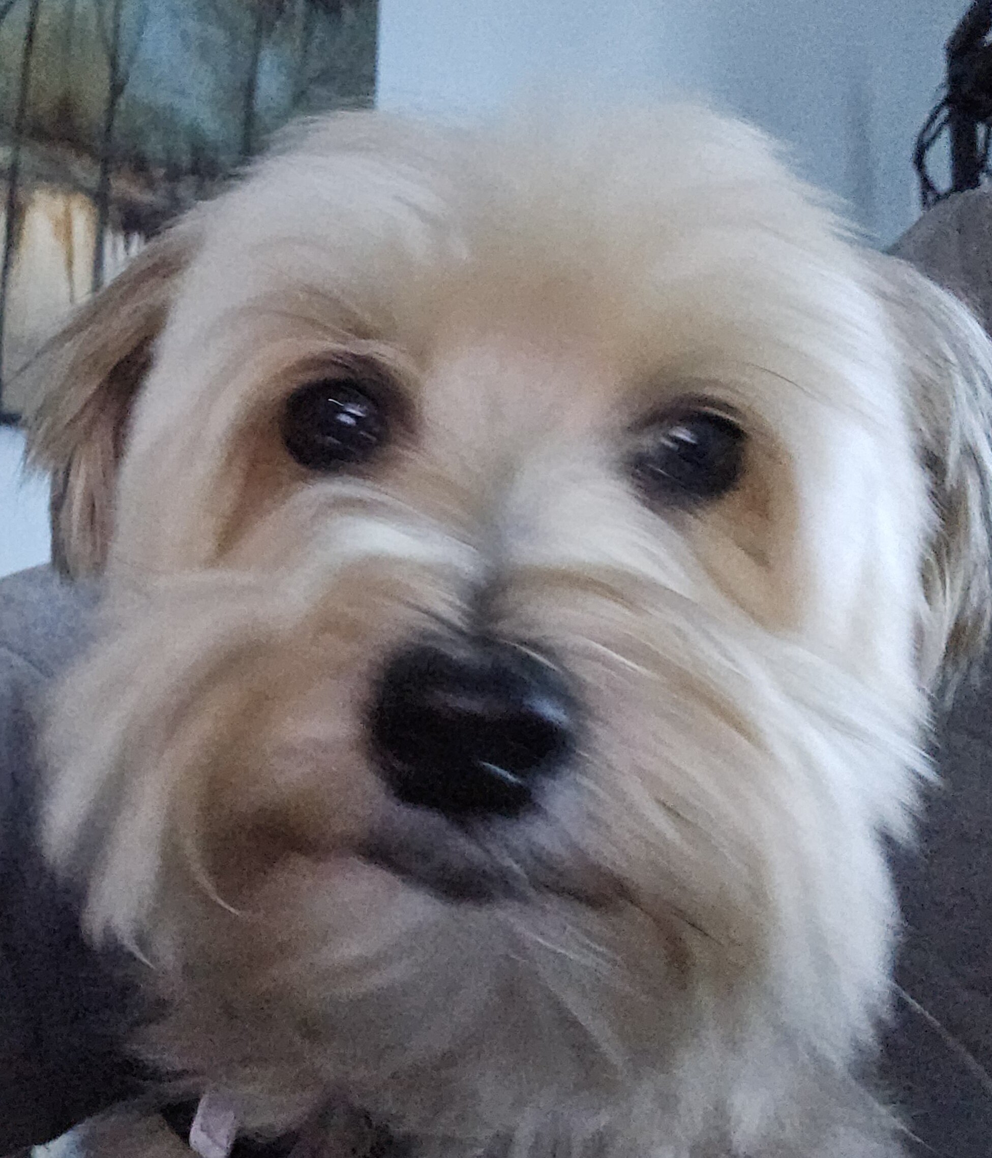 dog image 3