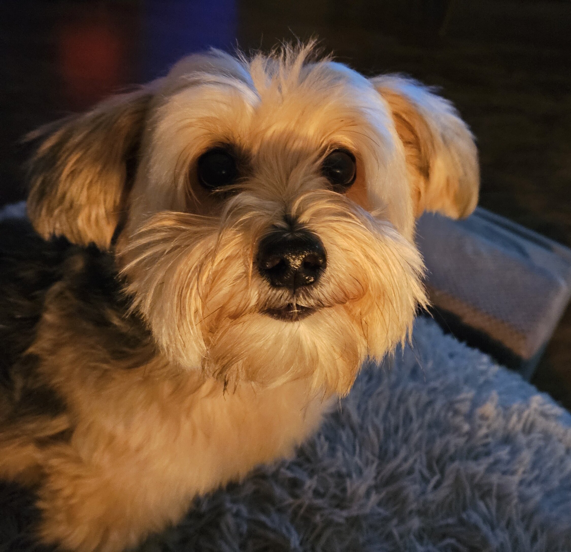 dog image 2
