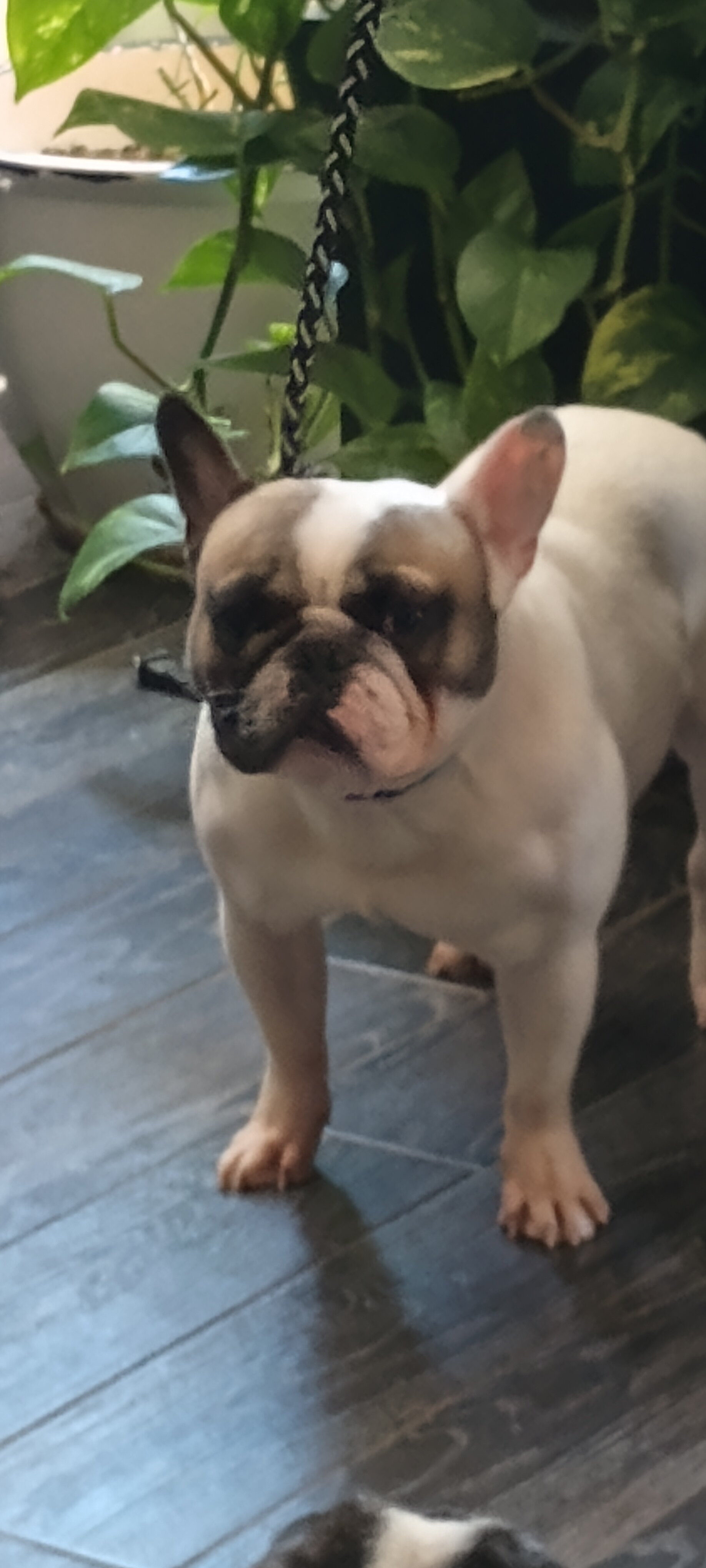 French Bulldog Male image 2