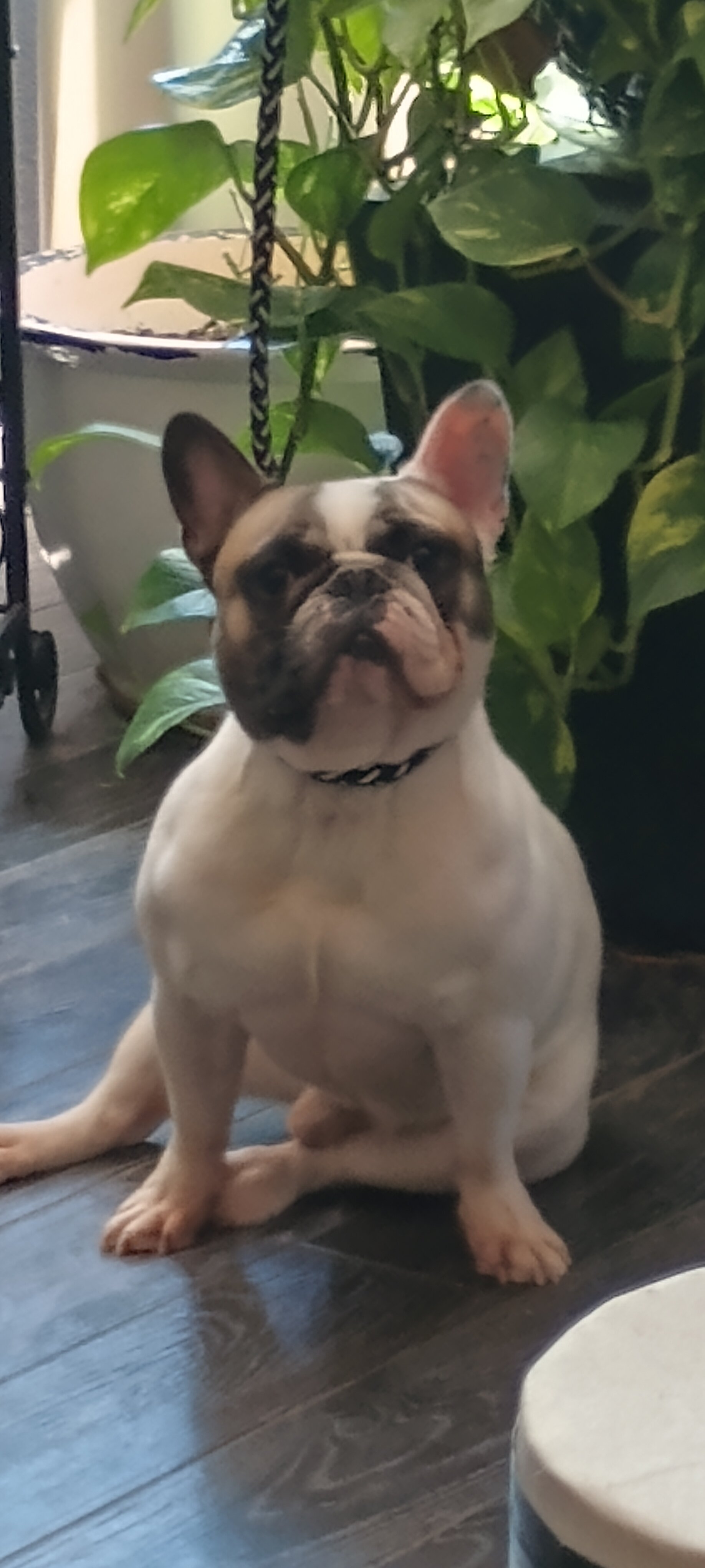 French Bulldog Male image 3