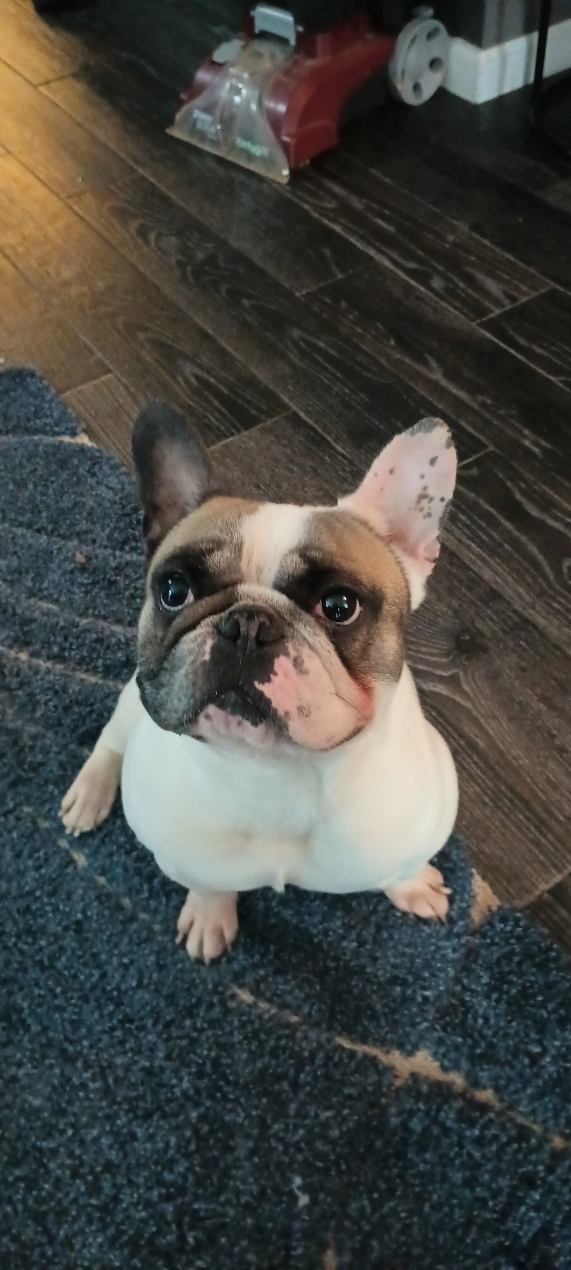 French Bulldog Male image 5
