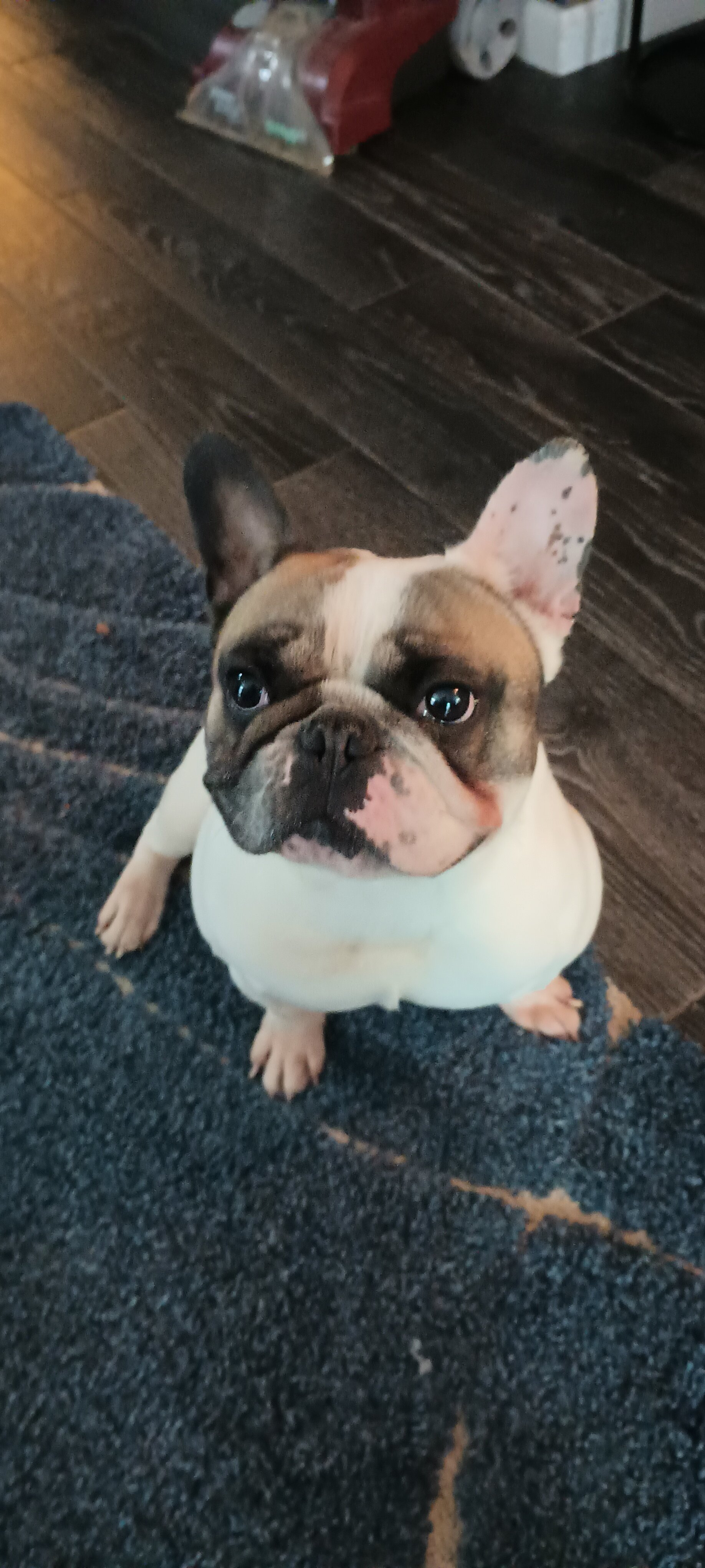 French Bulldog Male image 1