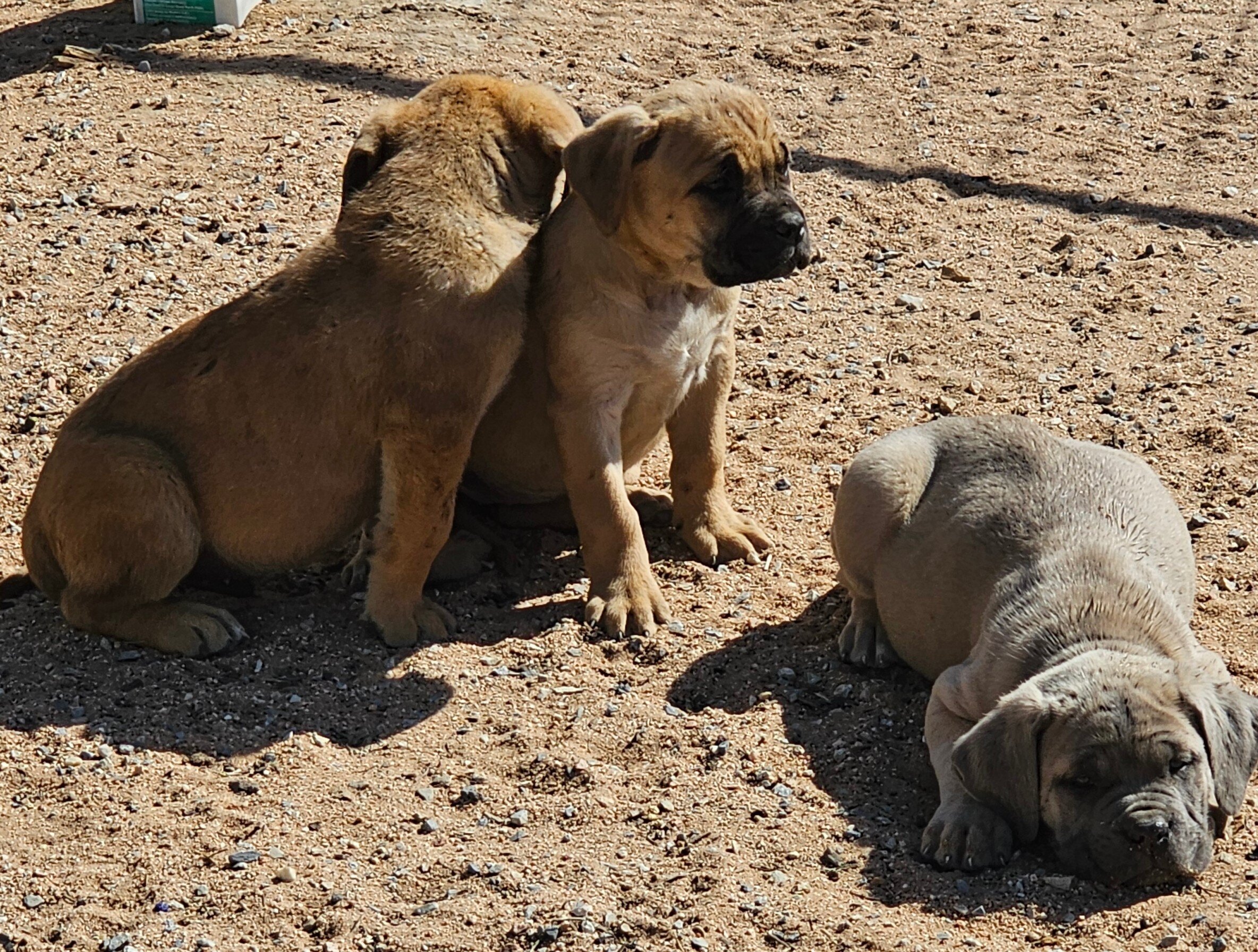 Cane Corso Puppies image 2