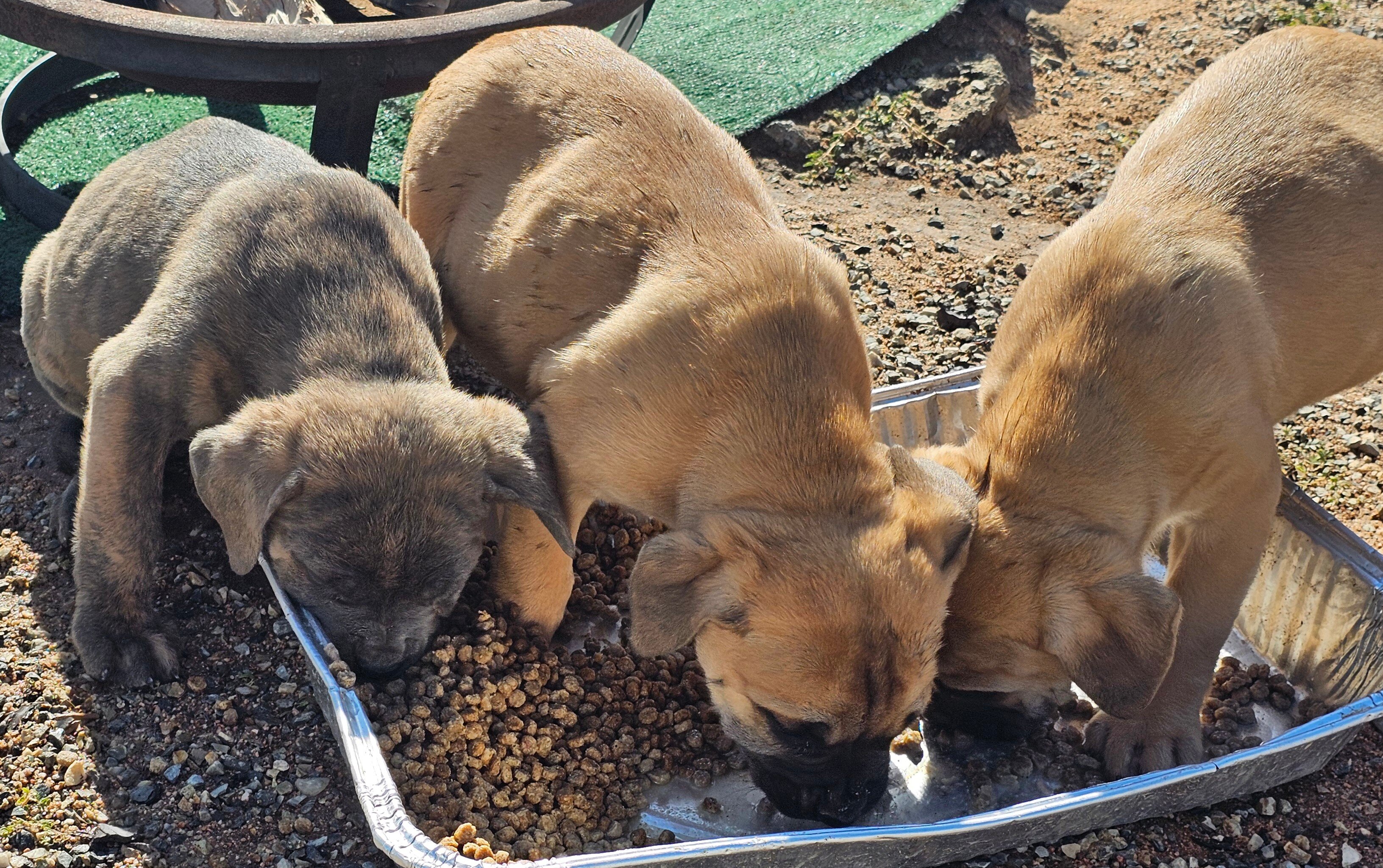 Cane Corso Puppies image 3