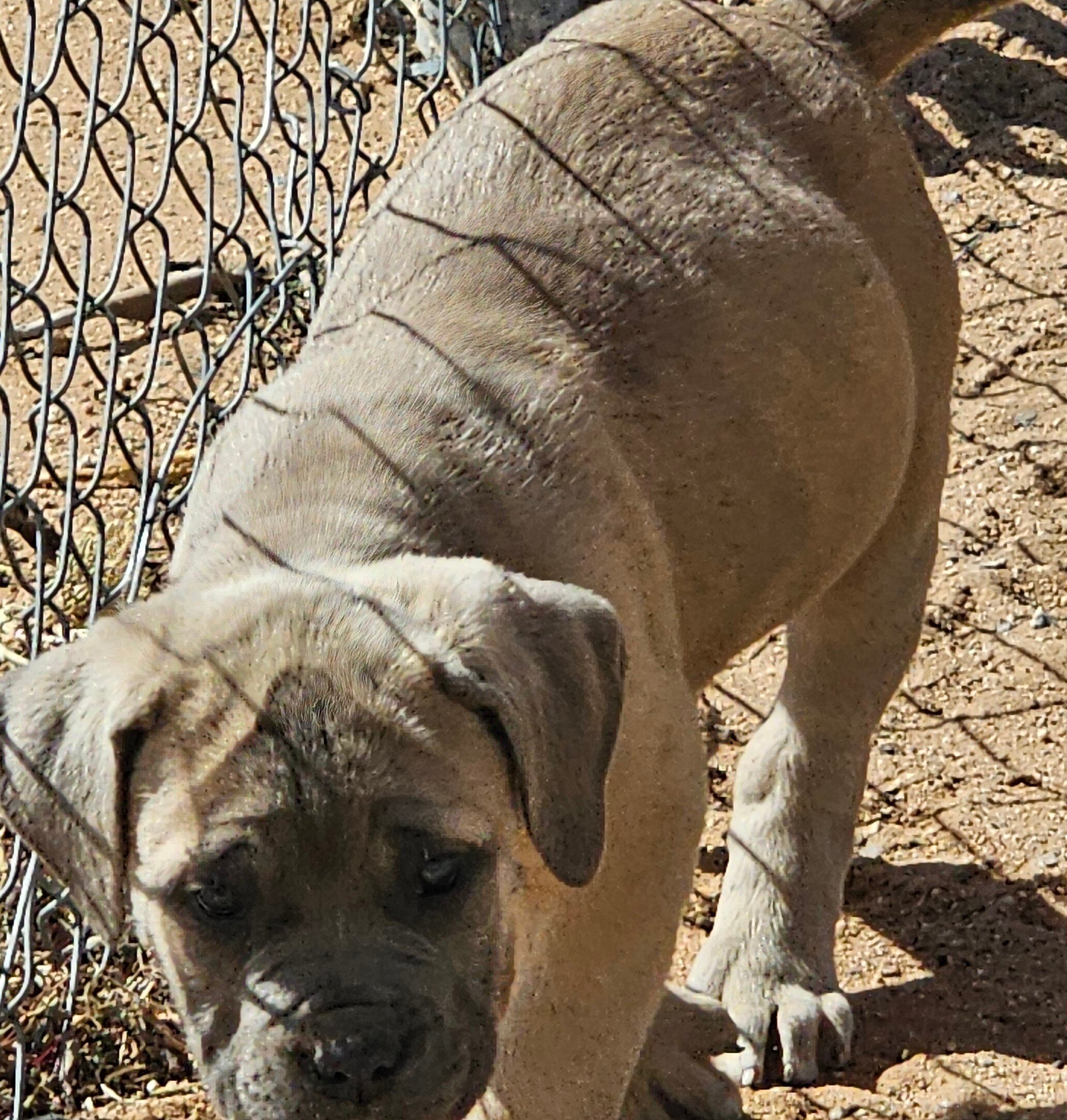 Cane Corso Puppies image 1