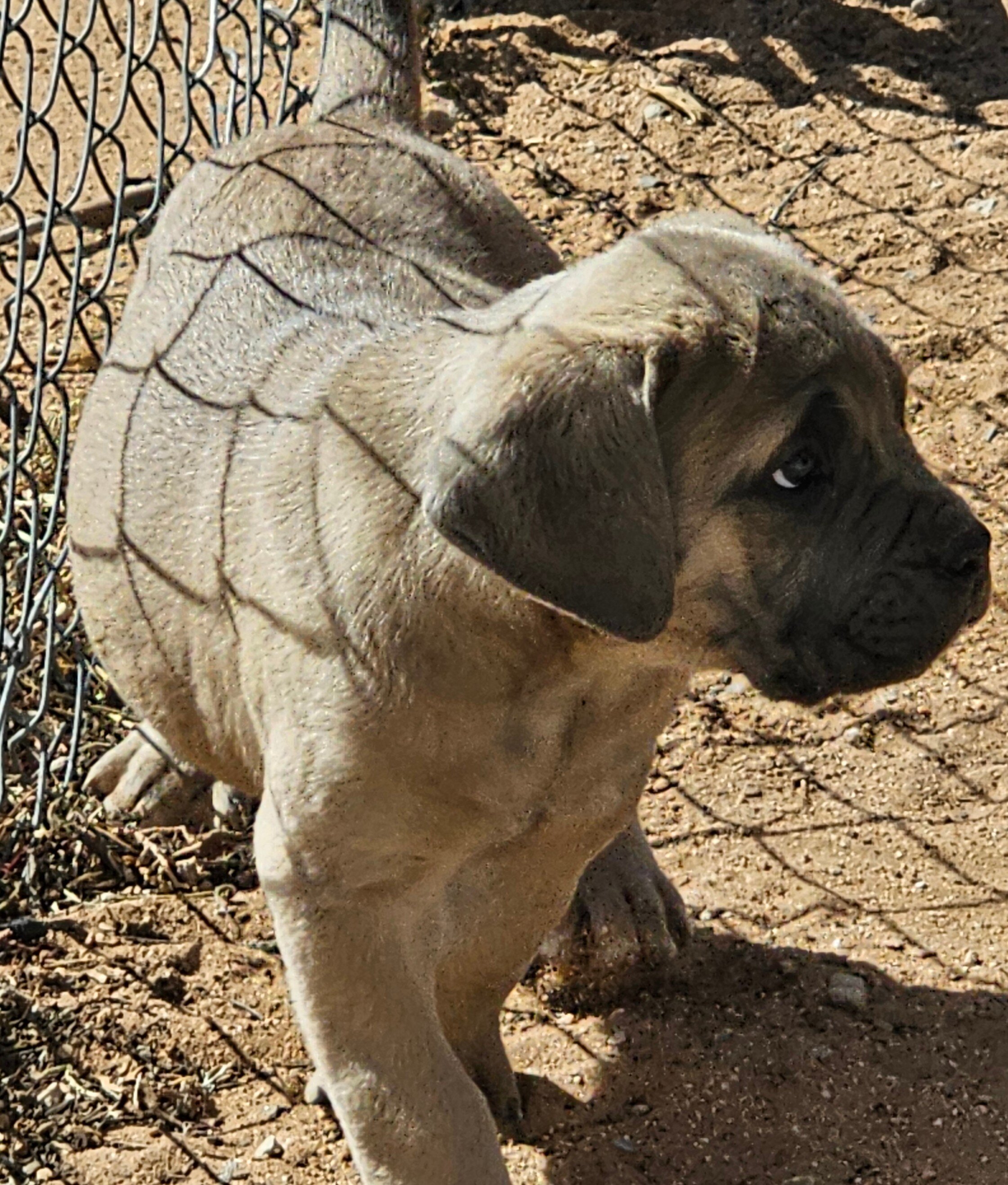 Cane Corso Puppies image 4