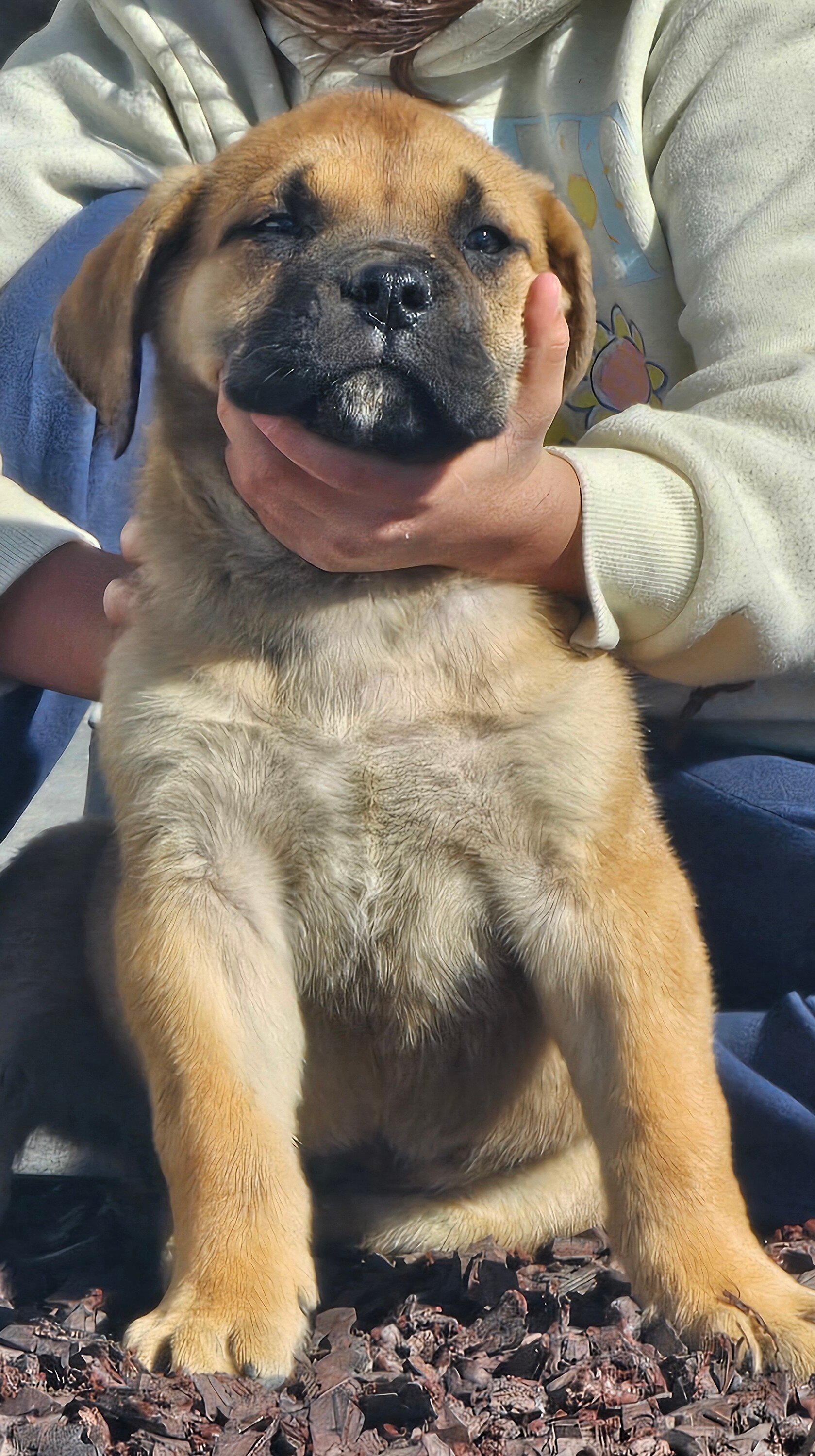 Cane Corso Puppies image 5