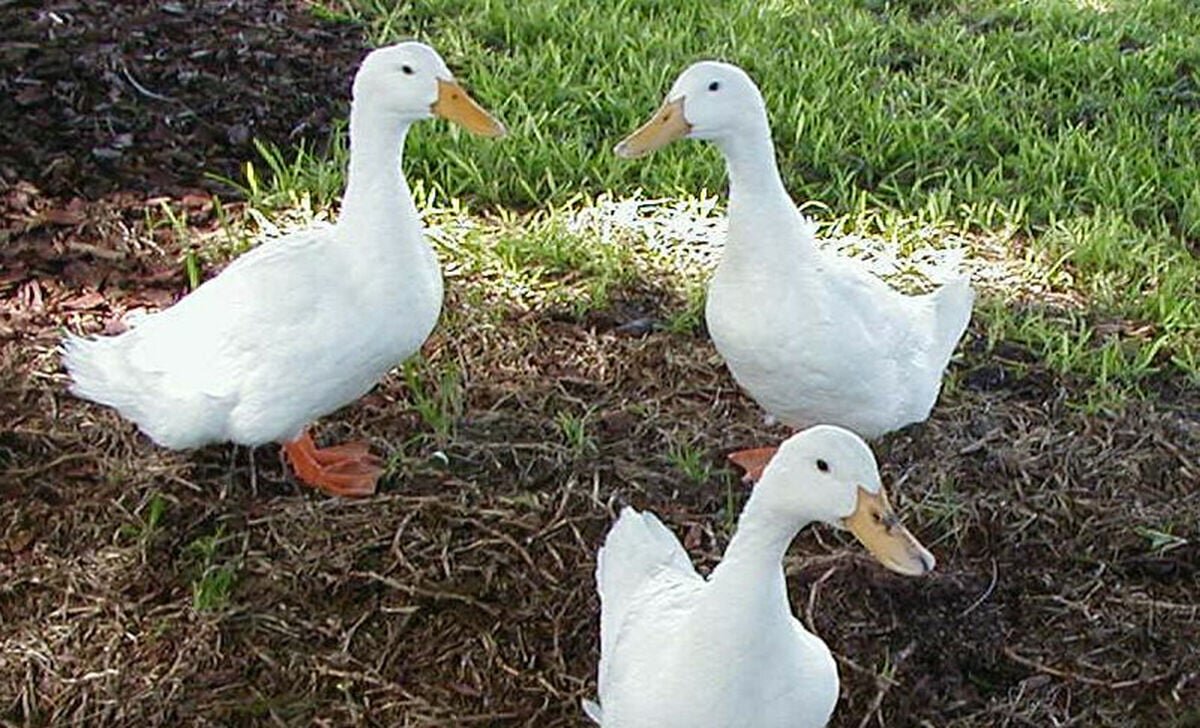Ducks image 1