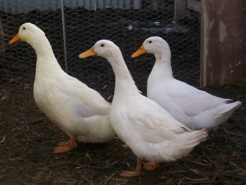 Ducks image 2