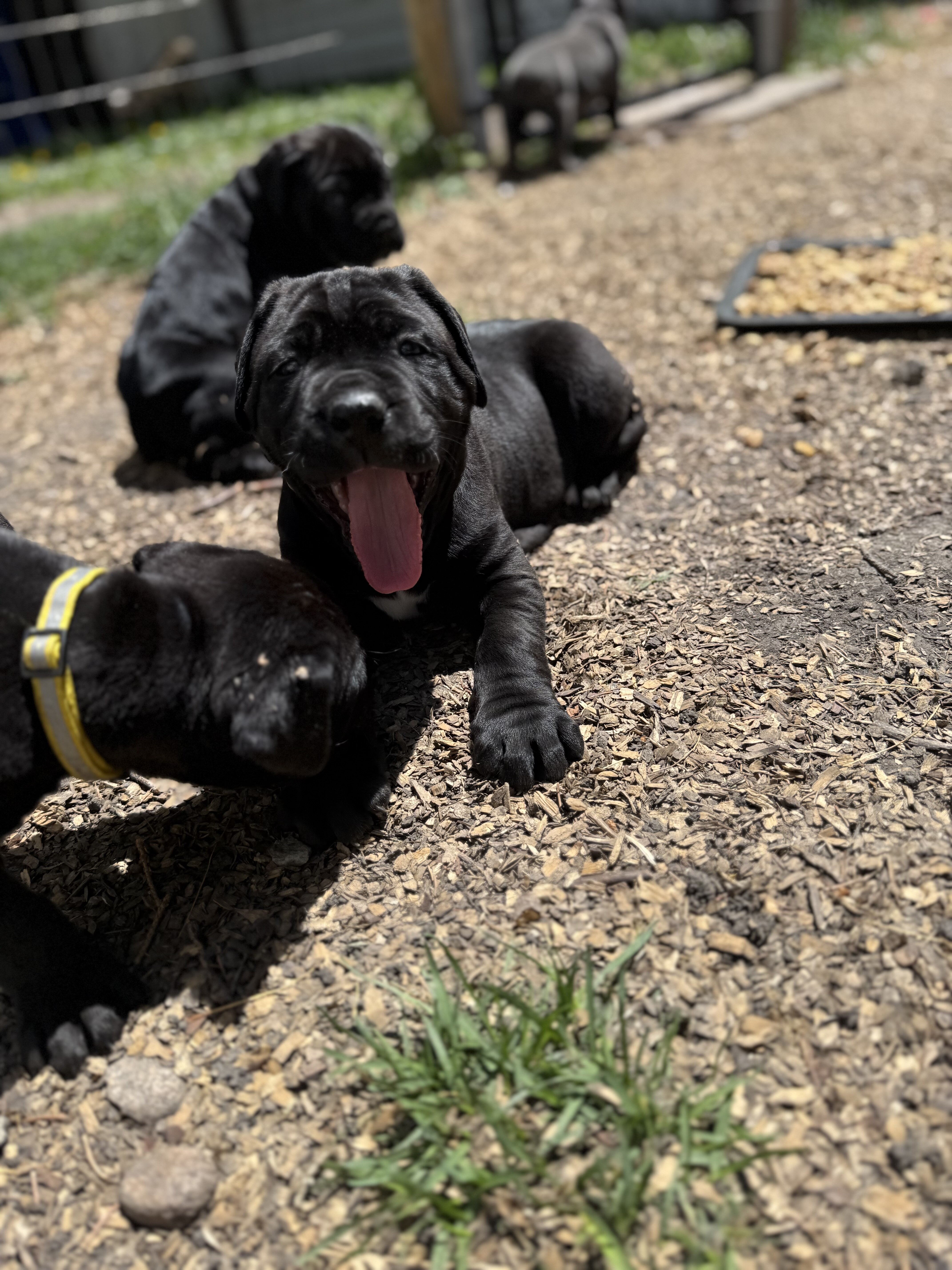 Purebred Cane corso image 4