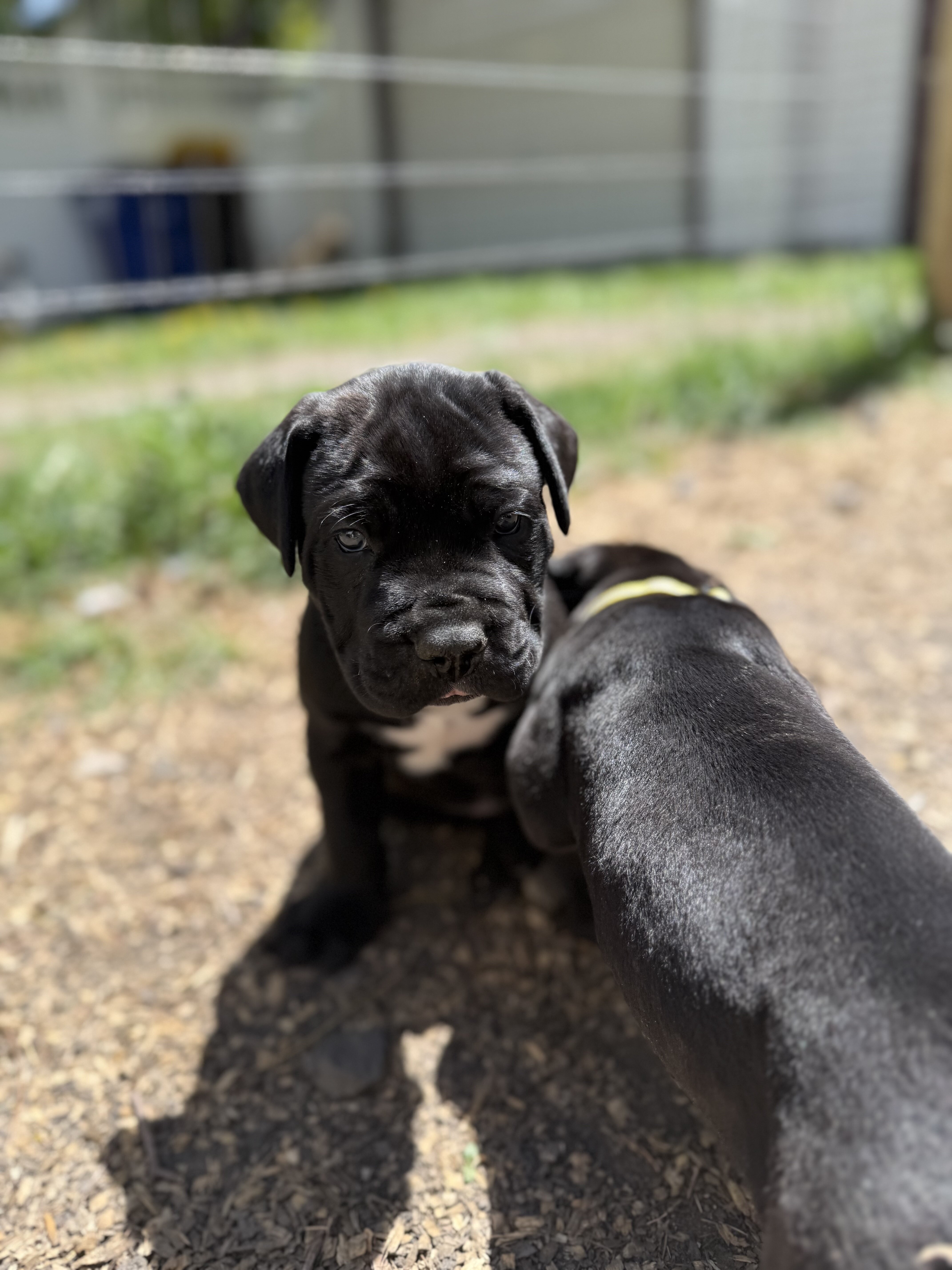 Purebred Cane corso image 3
