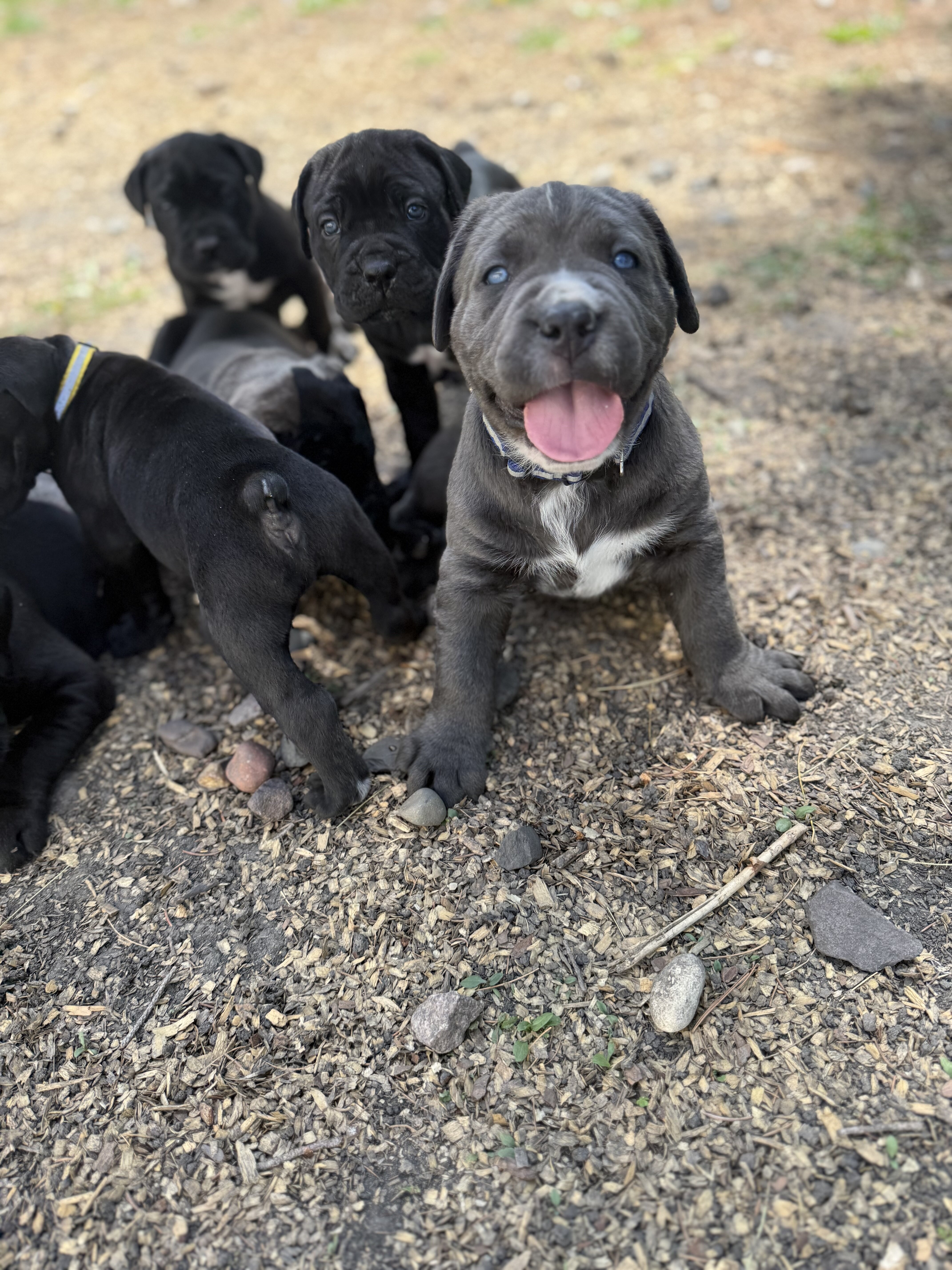 Purebred Cane corso image 1