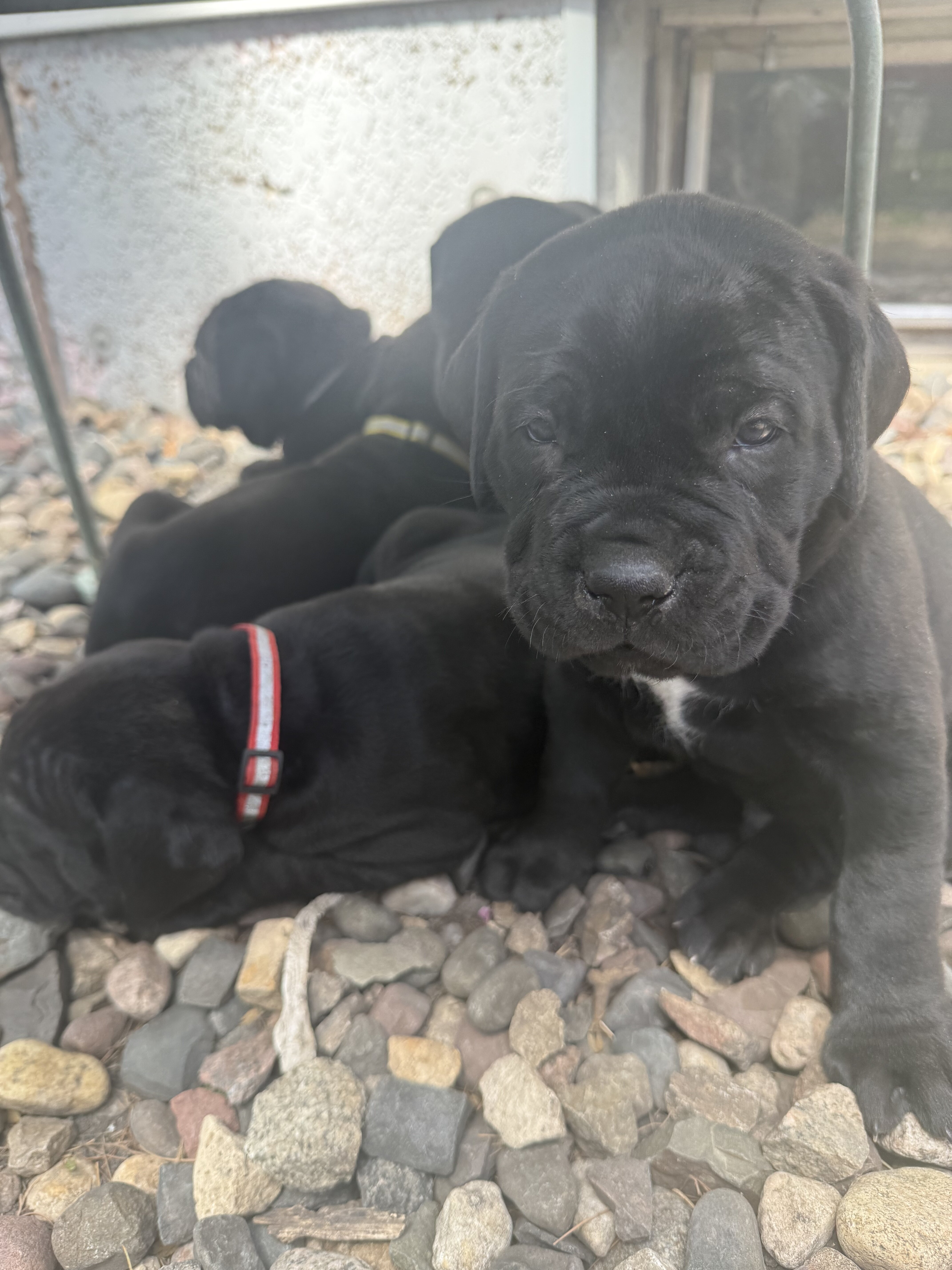 Purebred Cane corso image 2