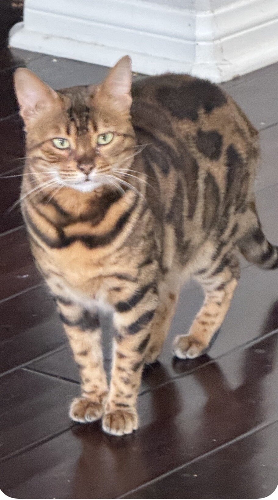 Bengal cat image 1