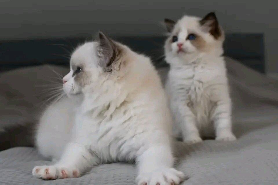Sweet Ragdoll kittens image 1
