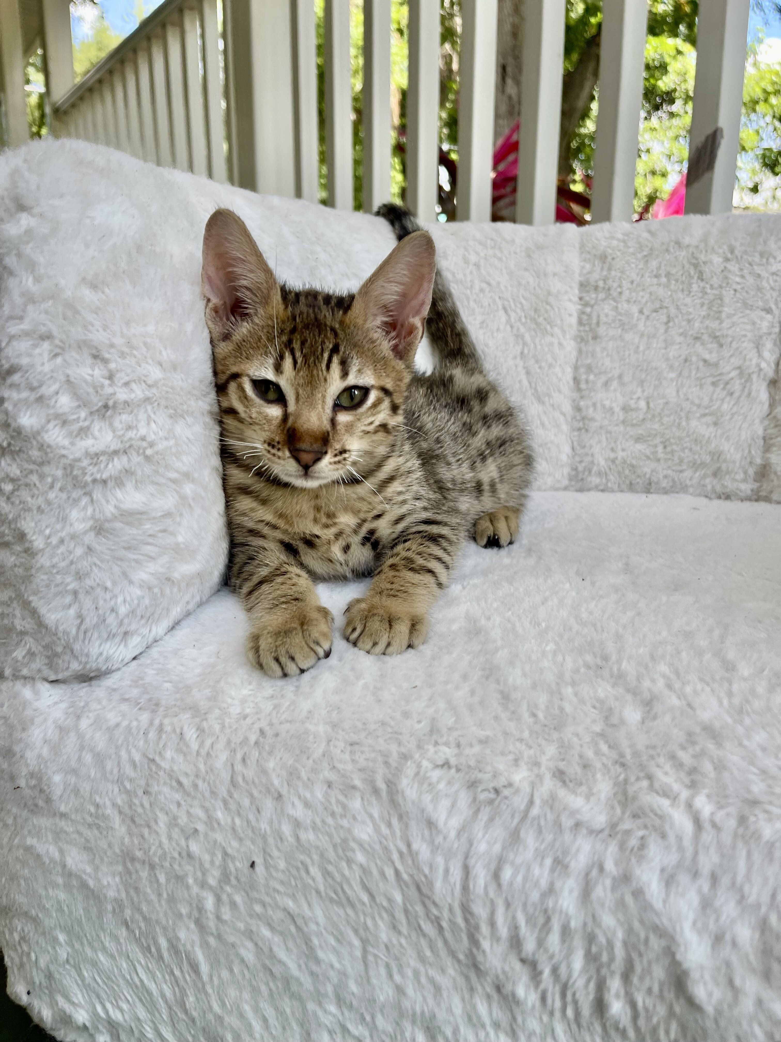Kitten image 4
