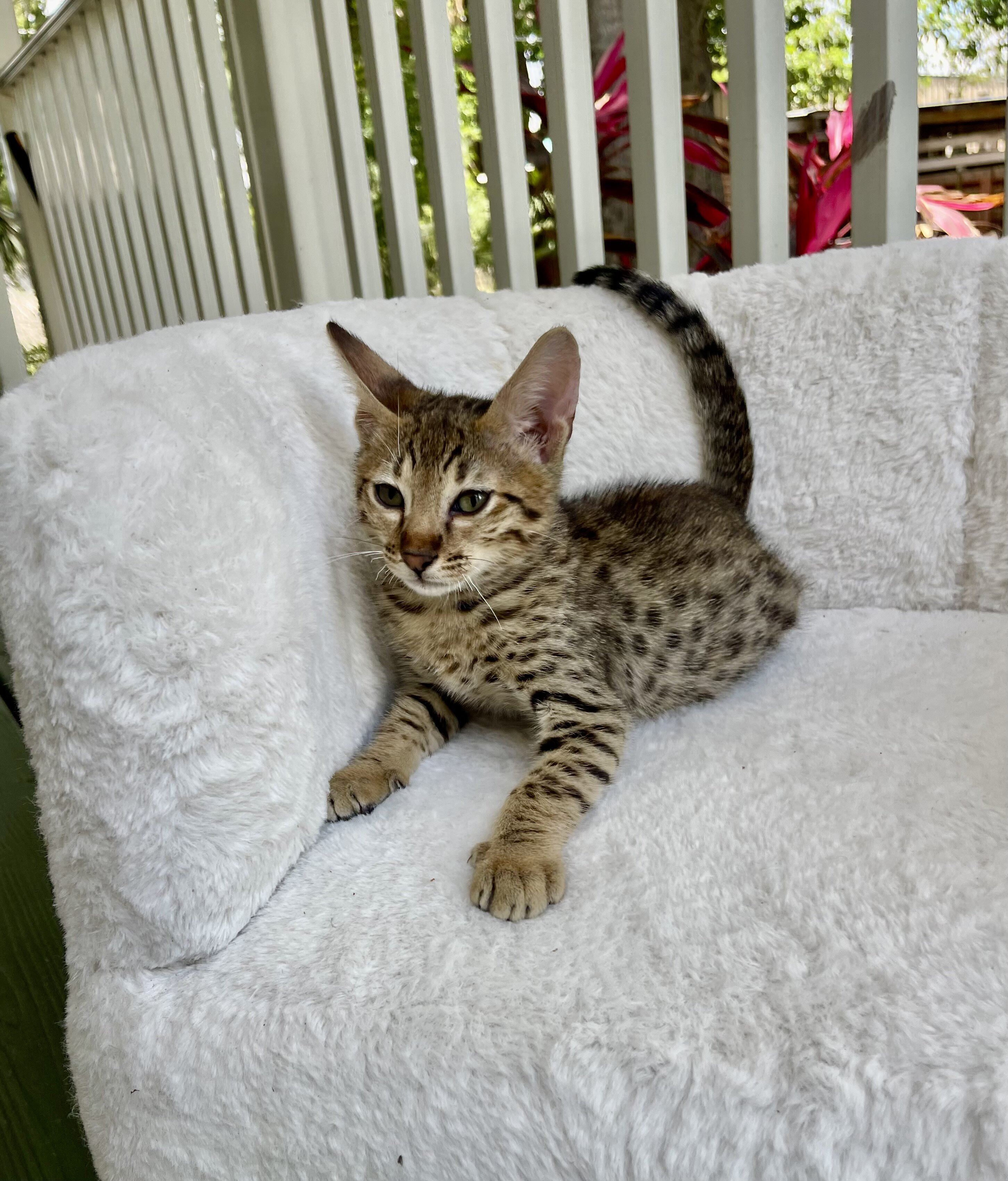 Kitten image 1