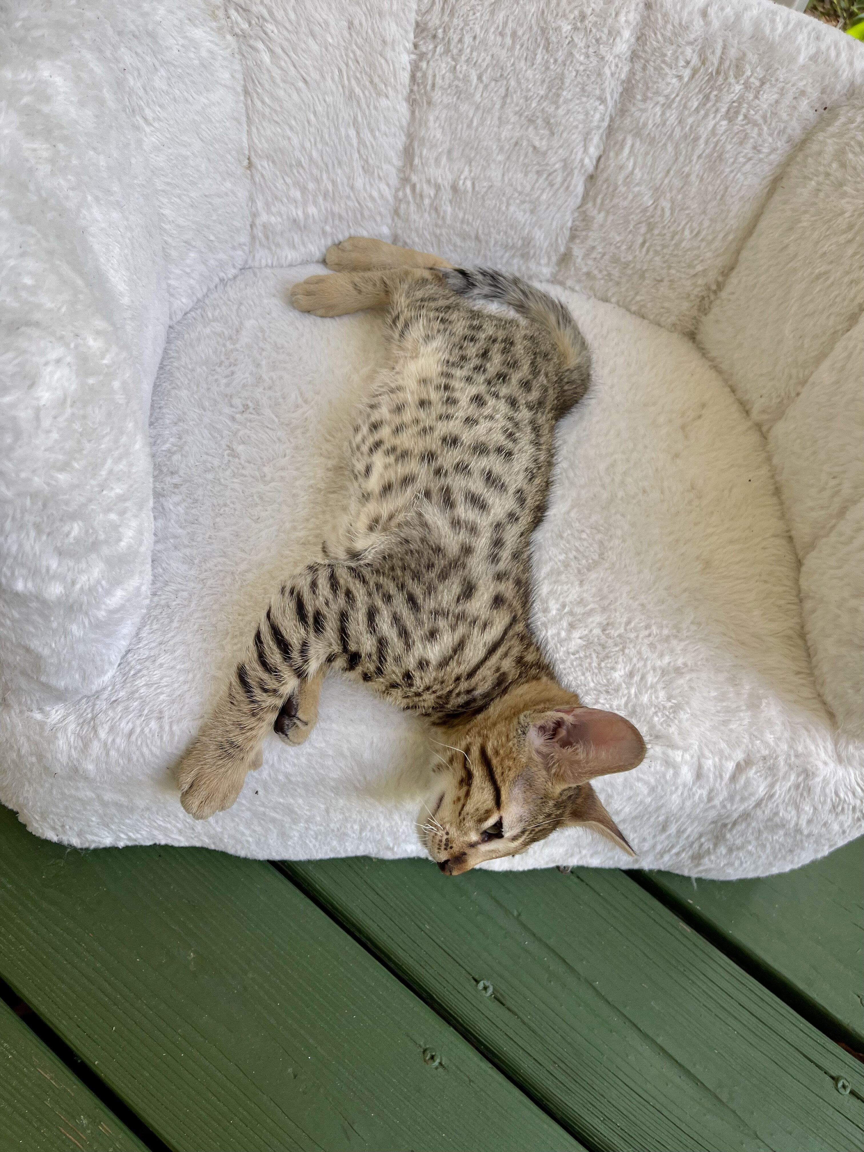 Kitten image 5