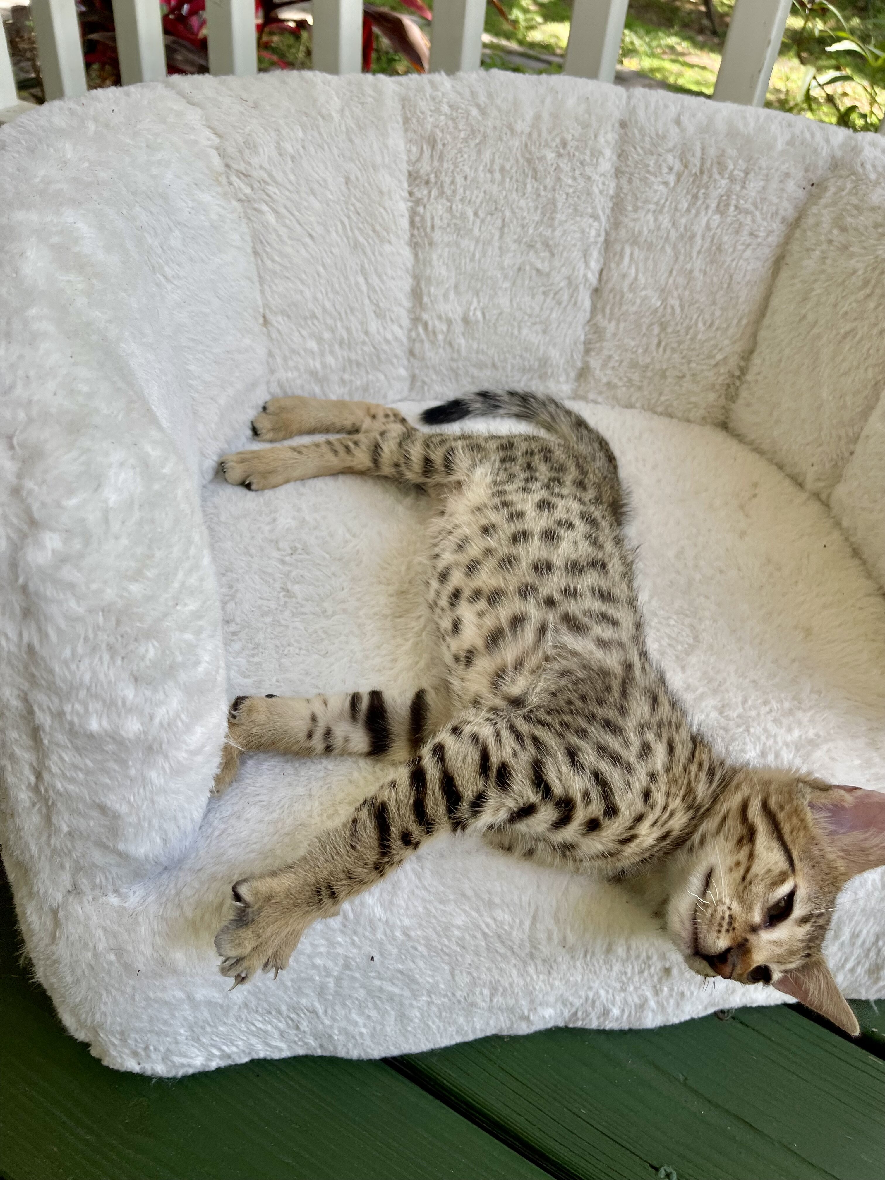 Kitten image 2