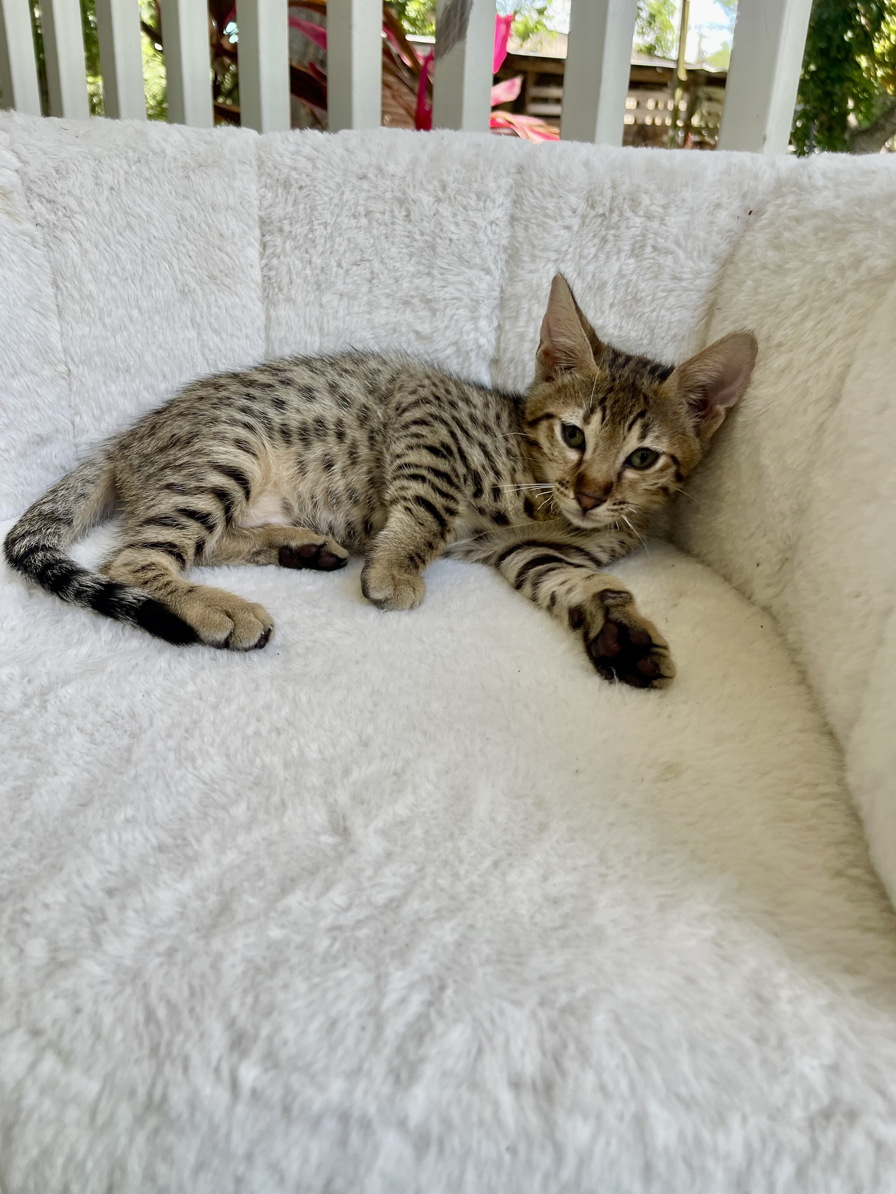 Kitten image 3