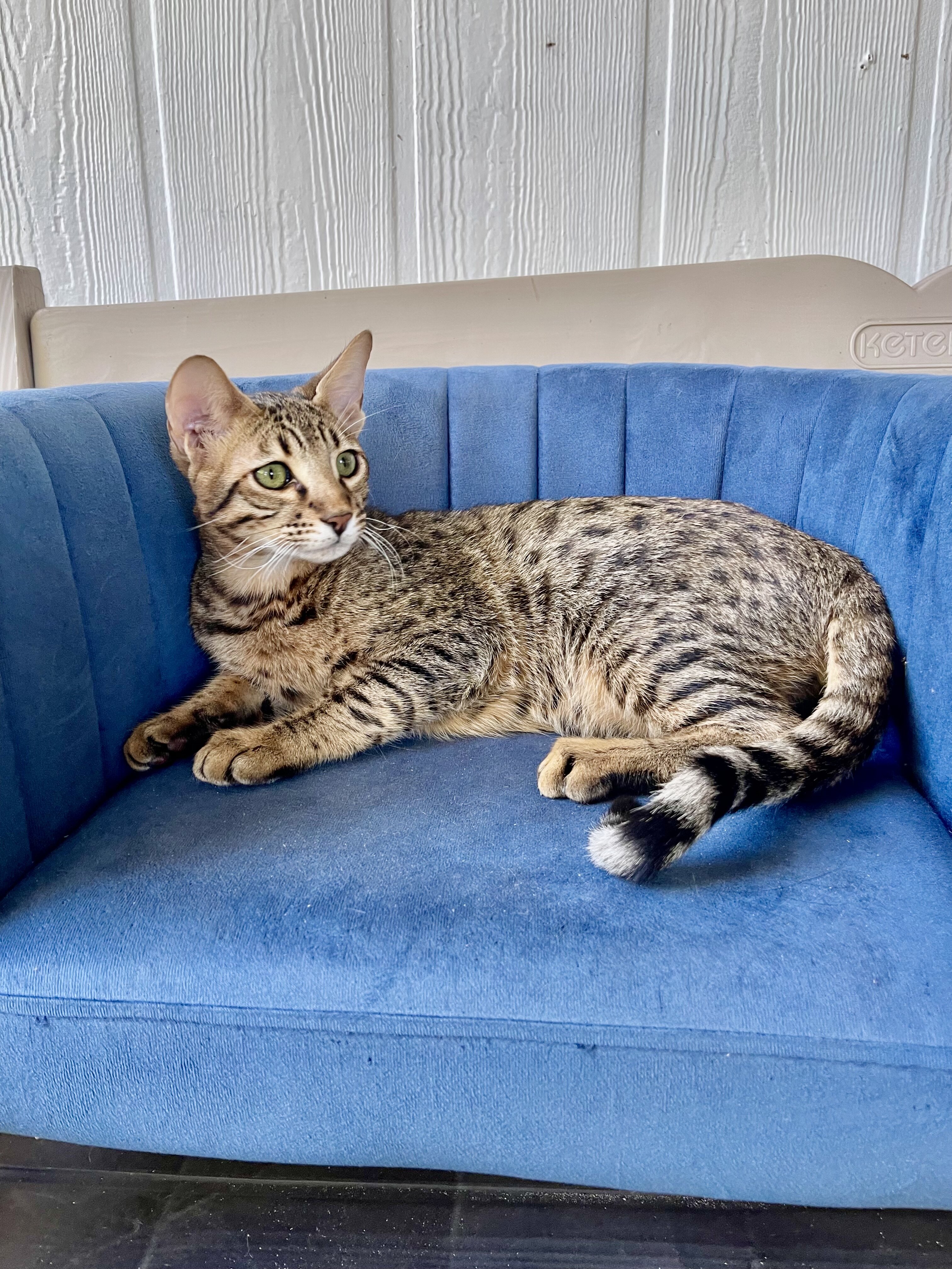 Savannah  kitten image 5