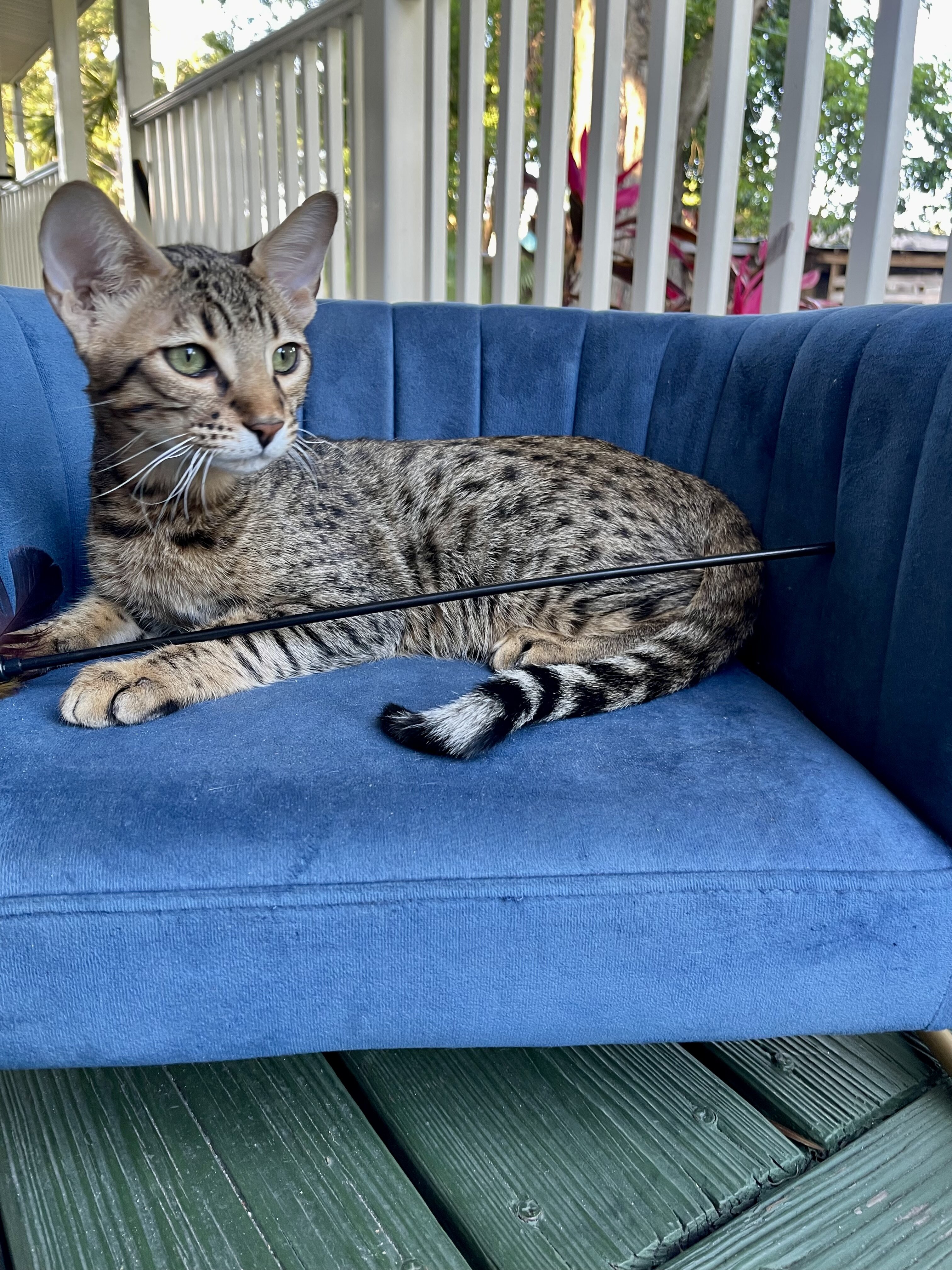 Savannah  kitten image 6