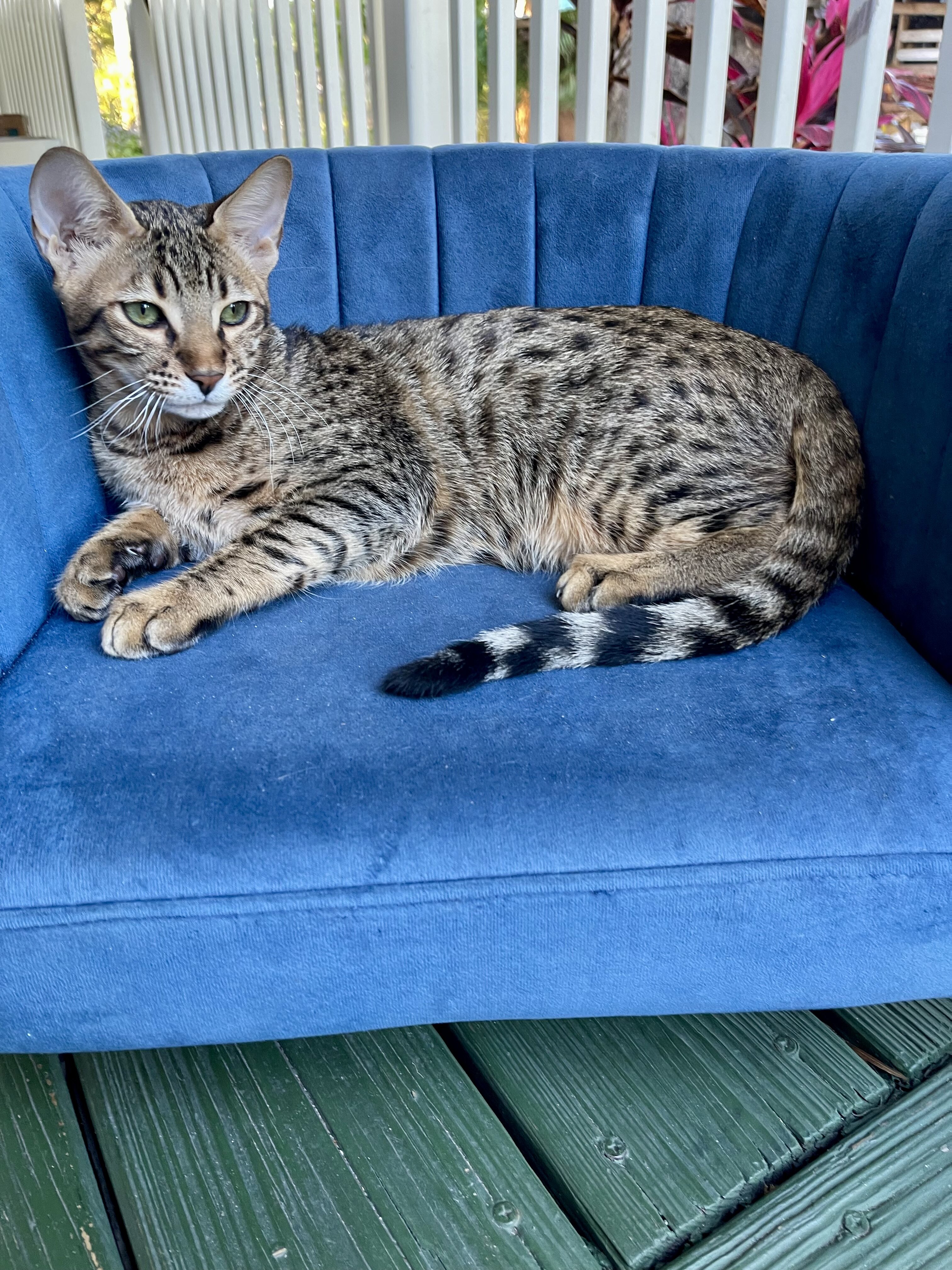 Savannah  kitten image 3