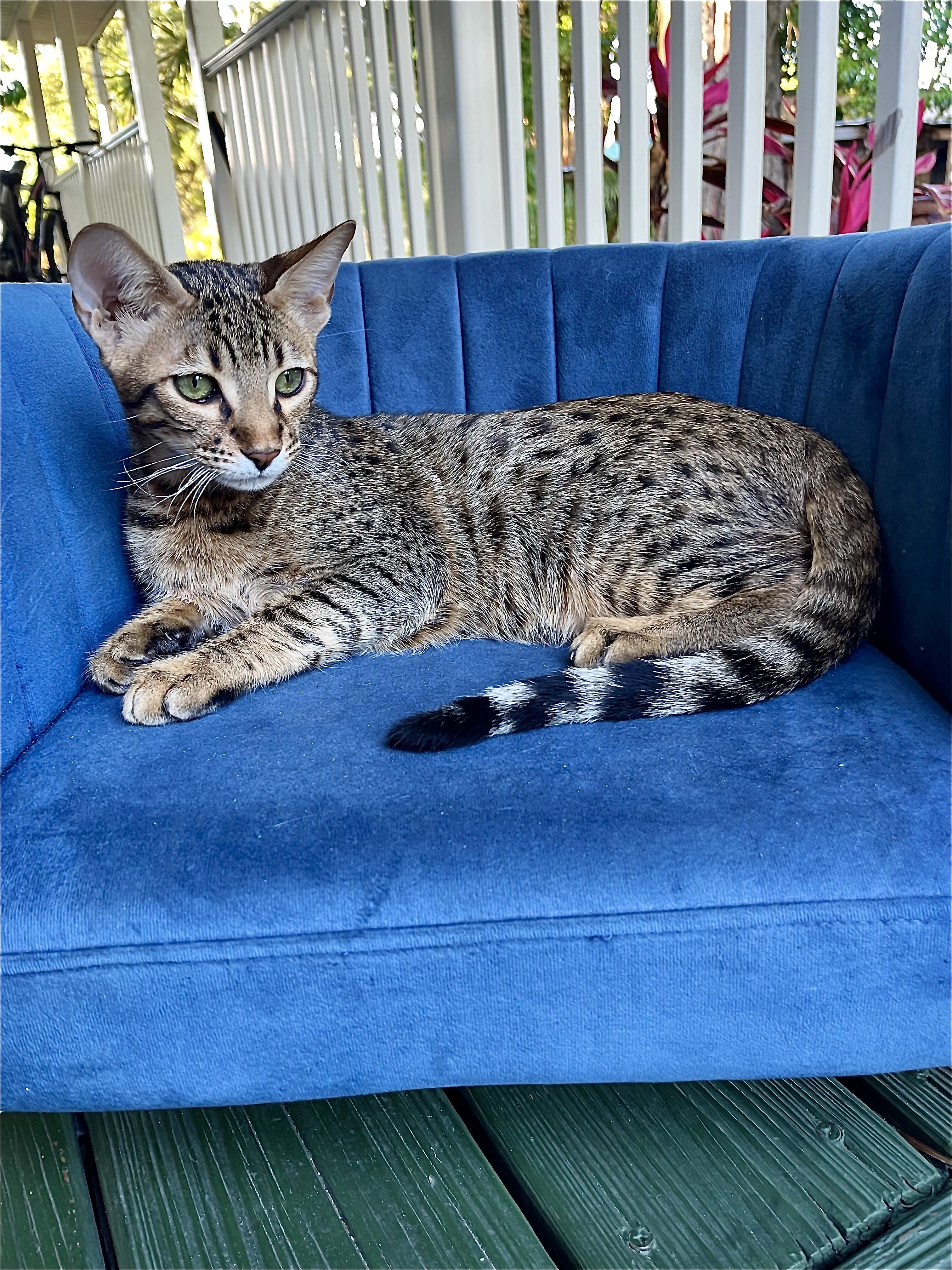 Savannah  kitten image 4