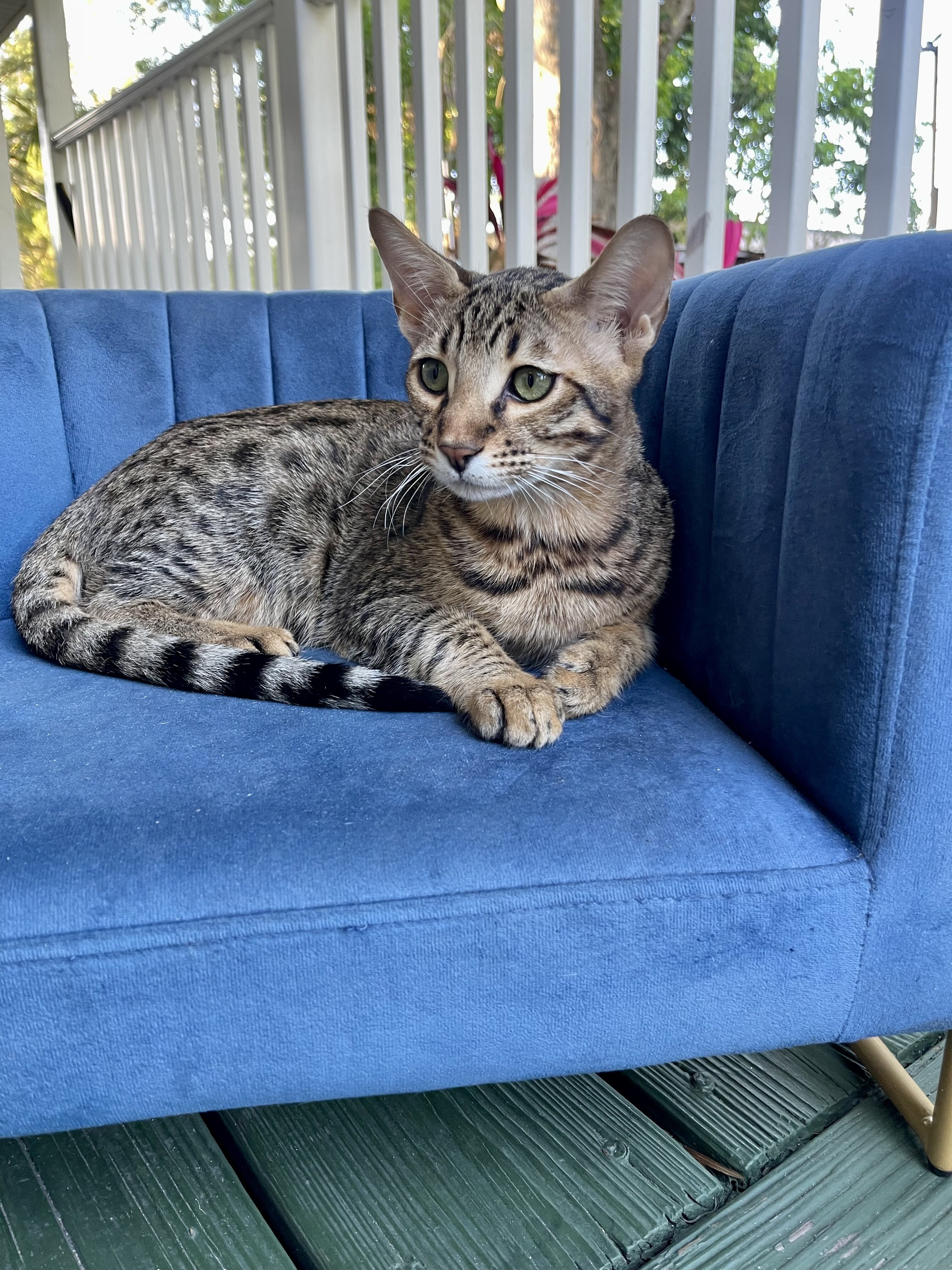 Savannah  kitten image 2